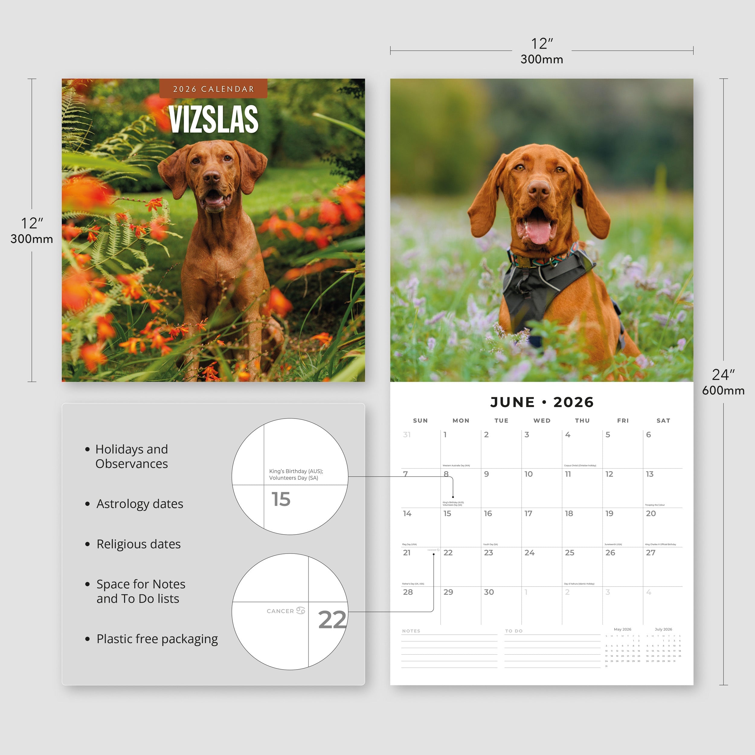 2026 Vizslas - Square Wall Calendar