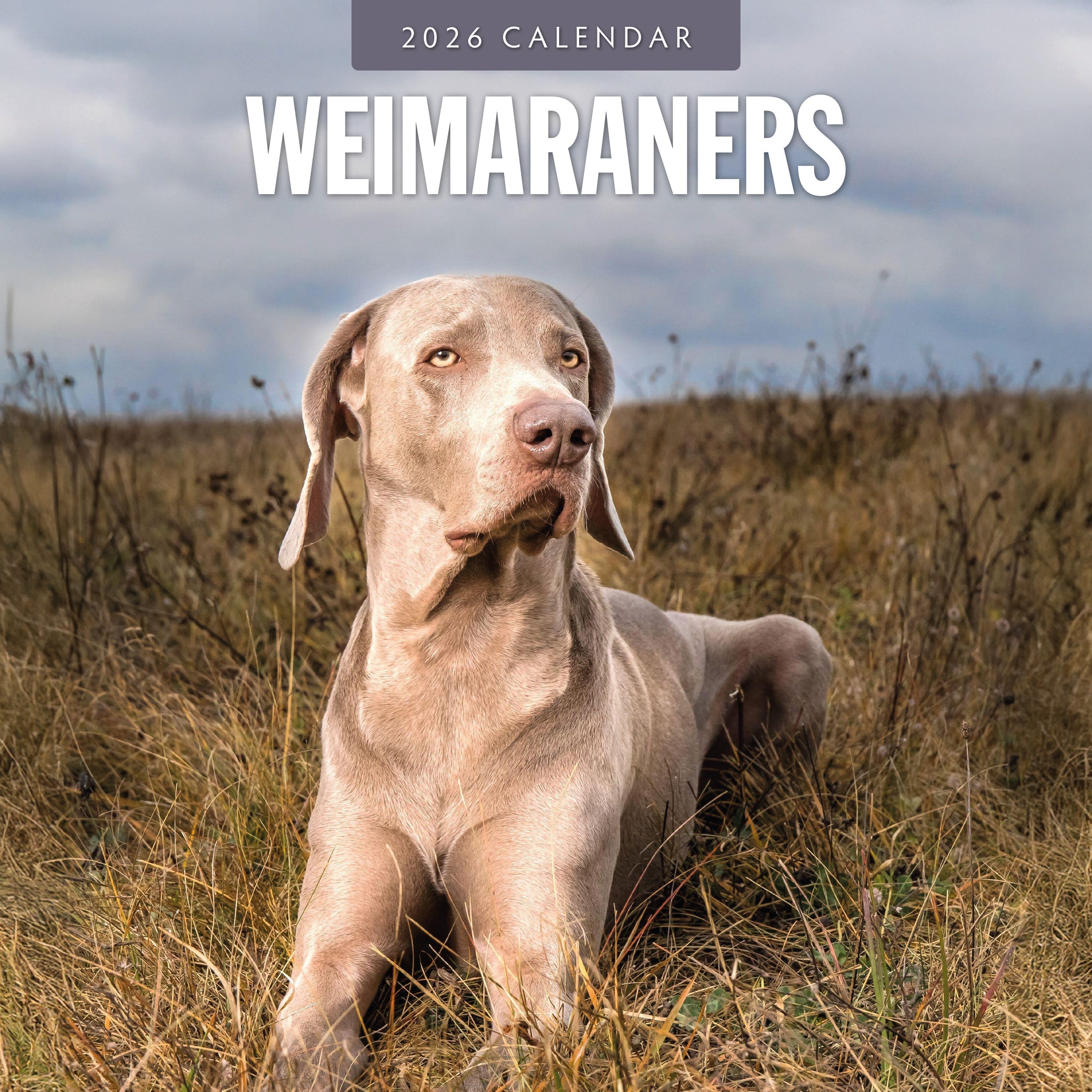 2026 Weimaraners - Square Wall Calendar