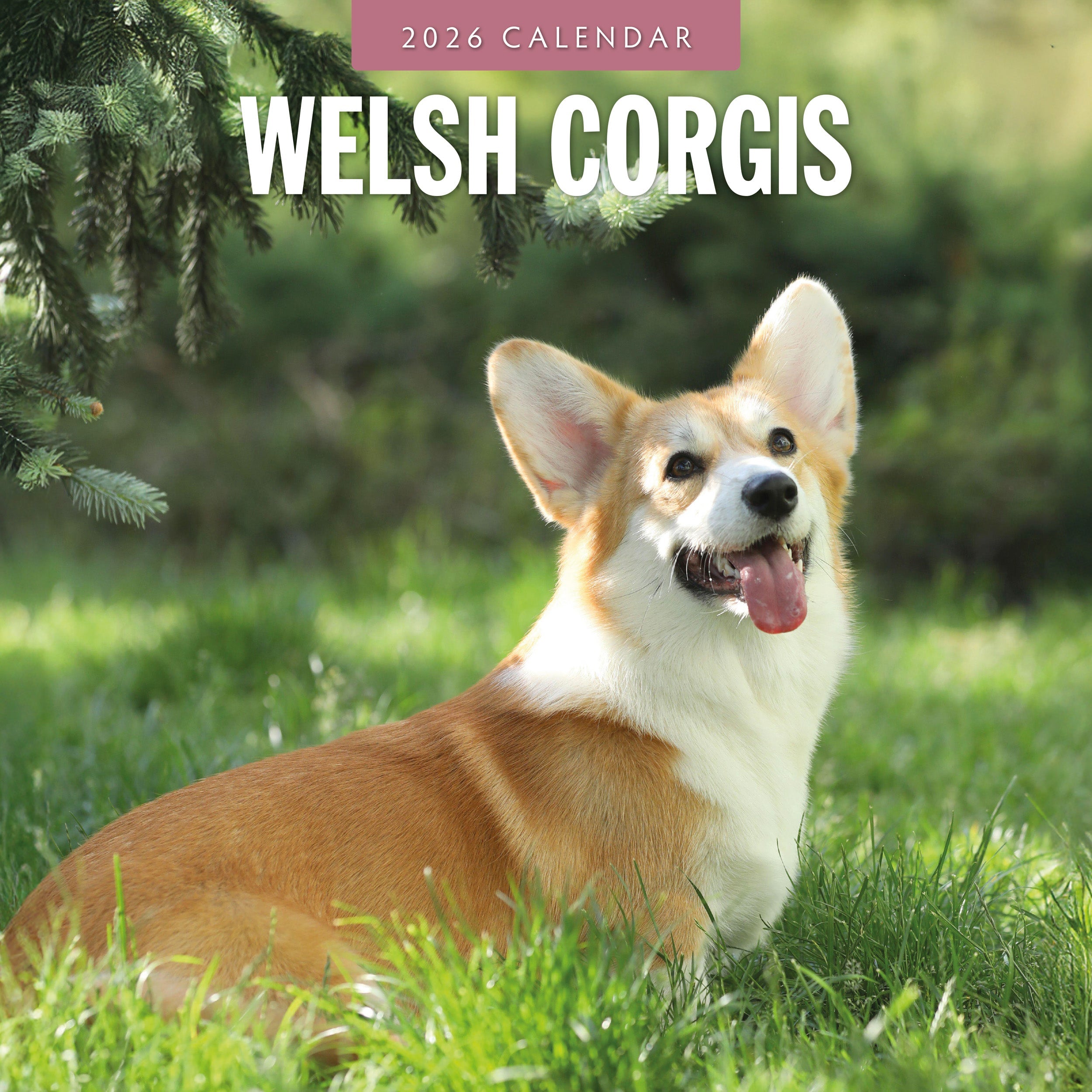 2026 Welsh Corgis - Square Wall Calendar