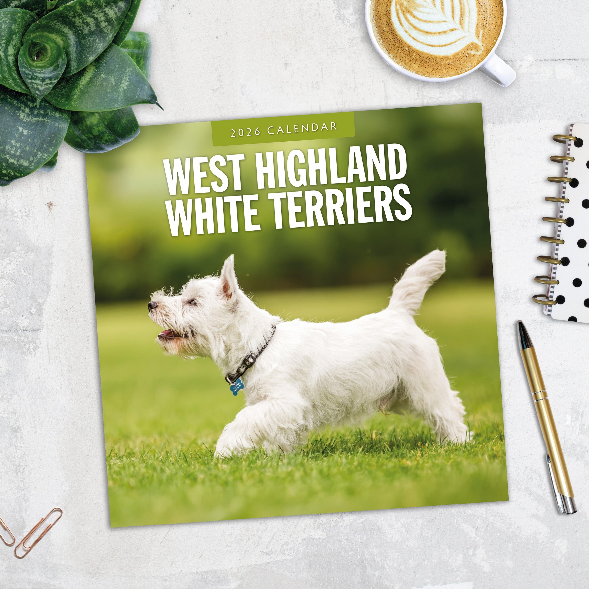 2026 West Highland White Terriers - Square Wall Calendar
