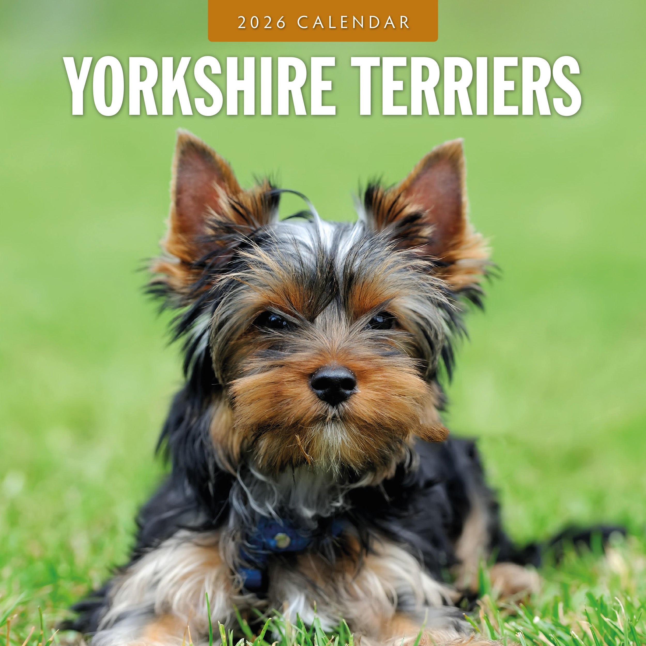 2026 Yorkshire Terriers - Square Wall Calendar
