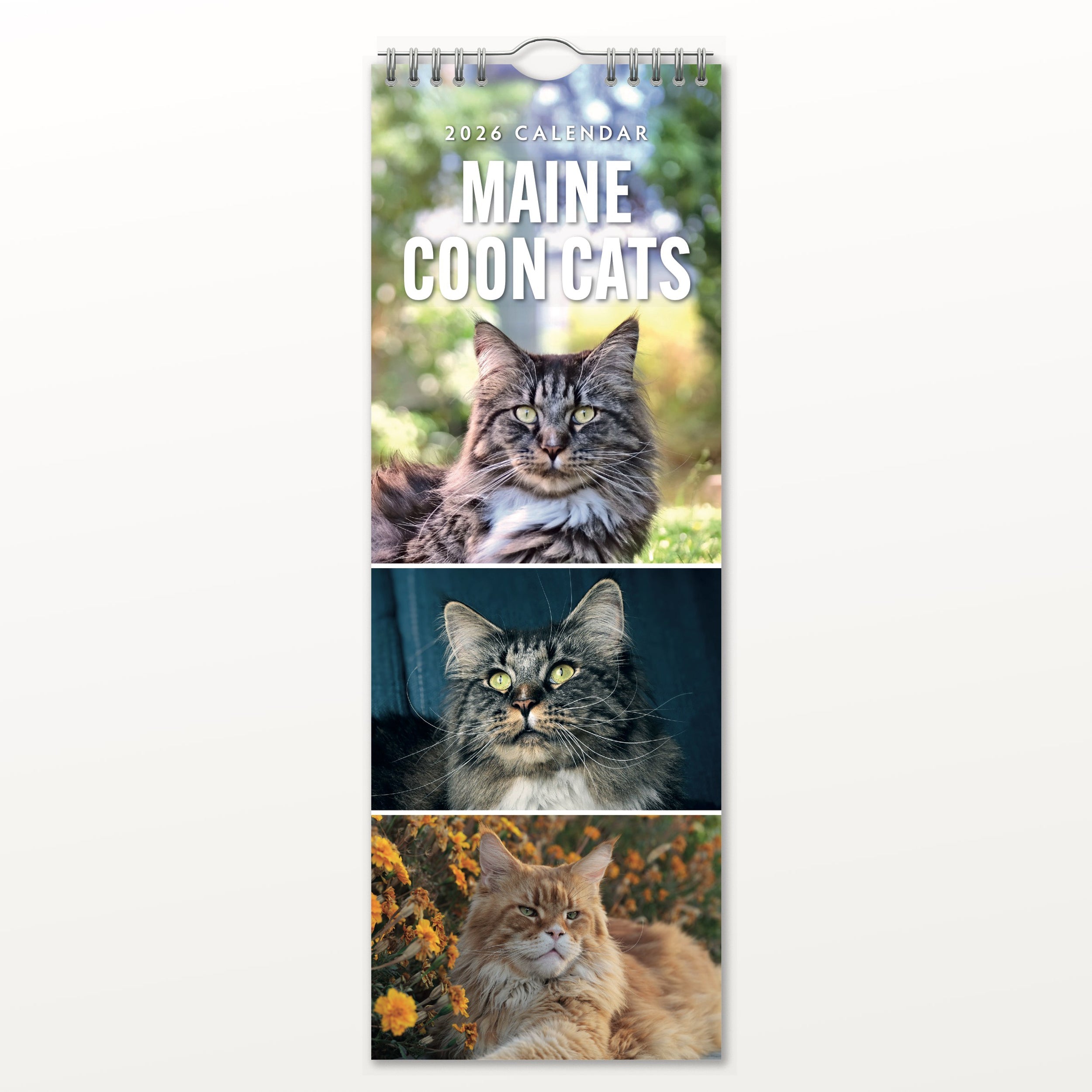 2026 Maine Coon Cats - Slim Wall Calendar