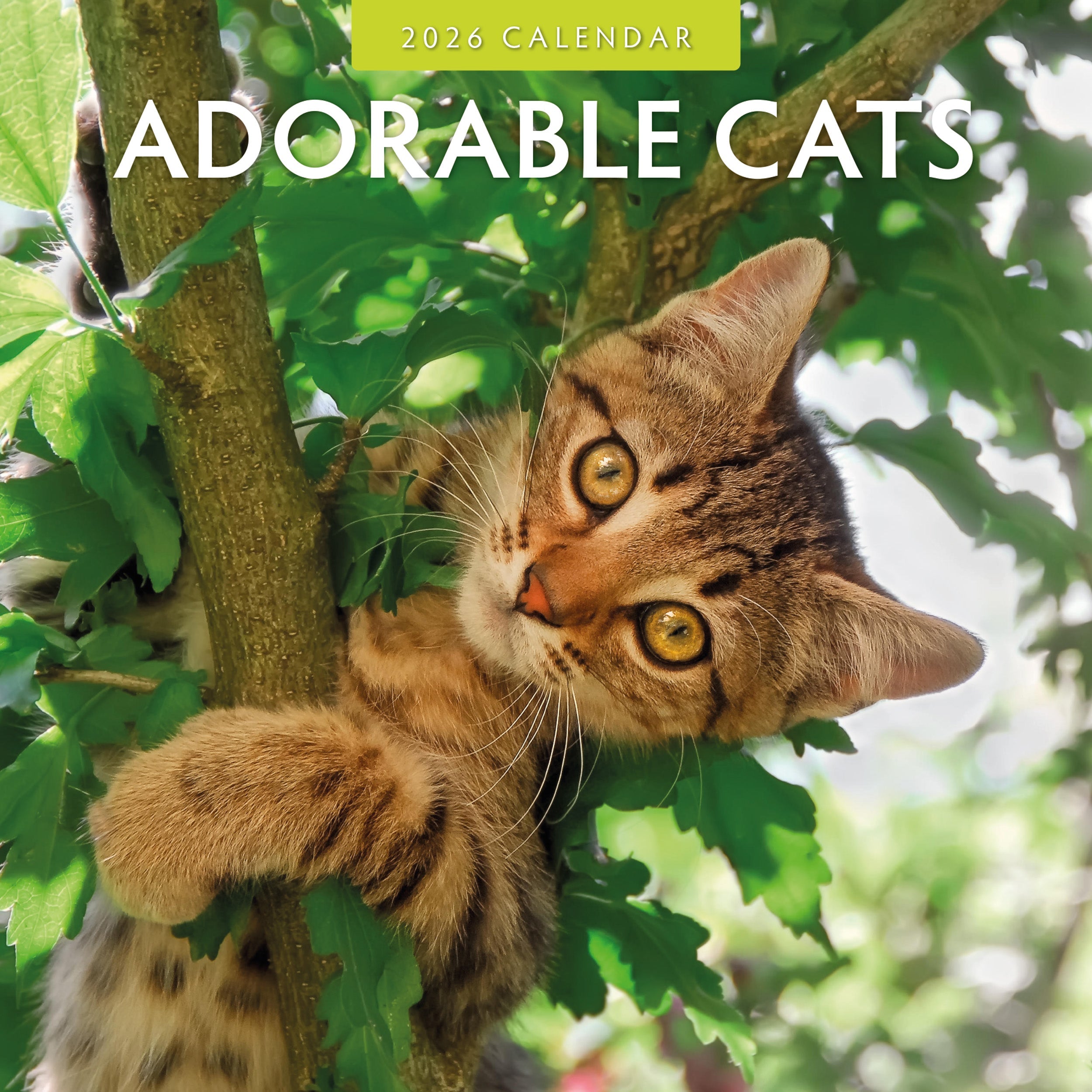 2026 Adorable Cats - Square Wall Calendar