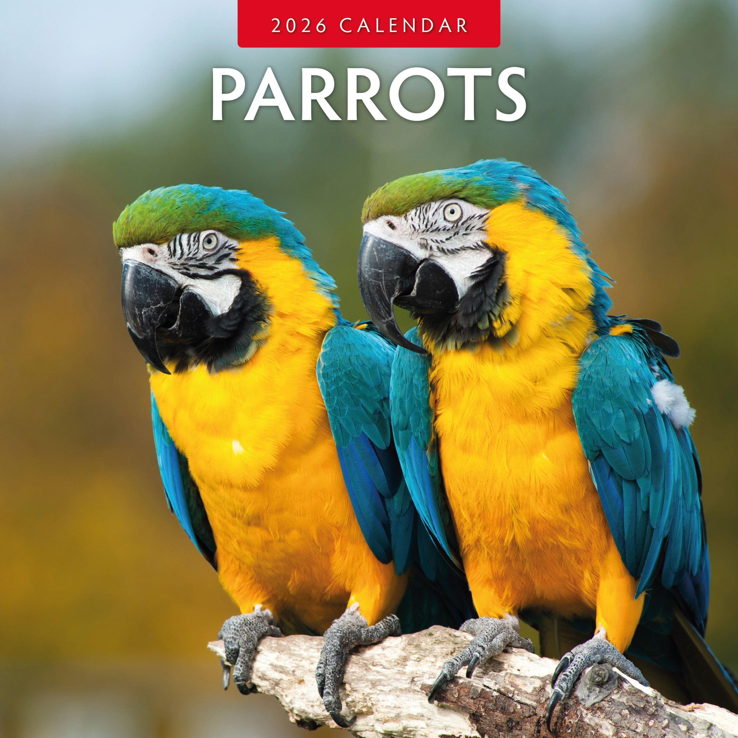 2026 Parrots - Square Wall Calendar