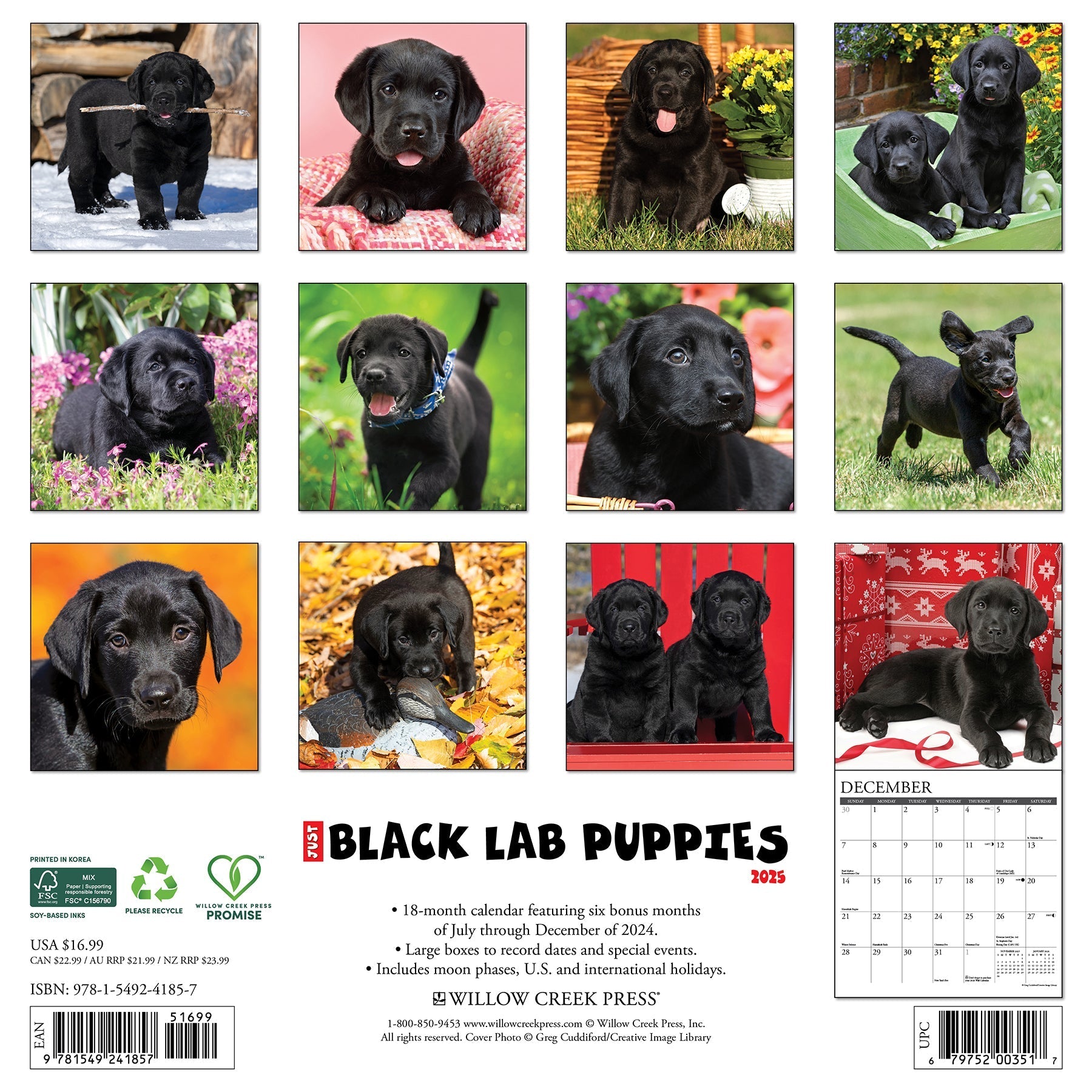 2025 Black Lab Puppies - Square Wall Calendar (US Only)