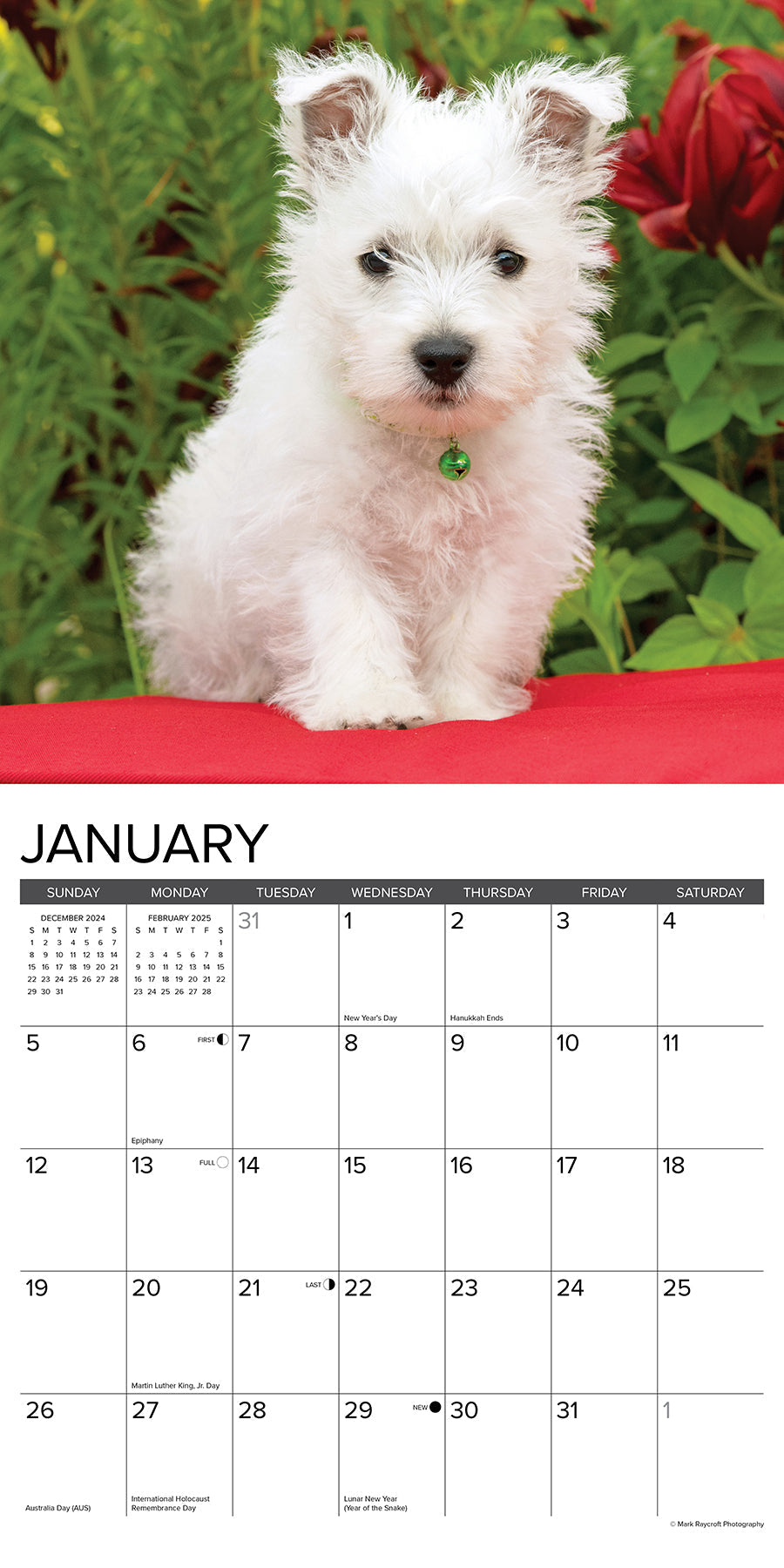 2025 Westie Puppies - Square Wall Calendar (US Only)