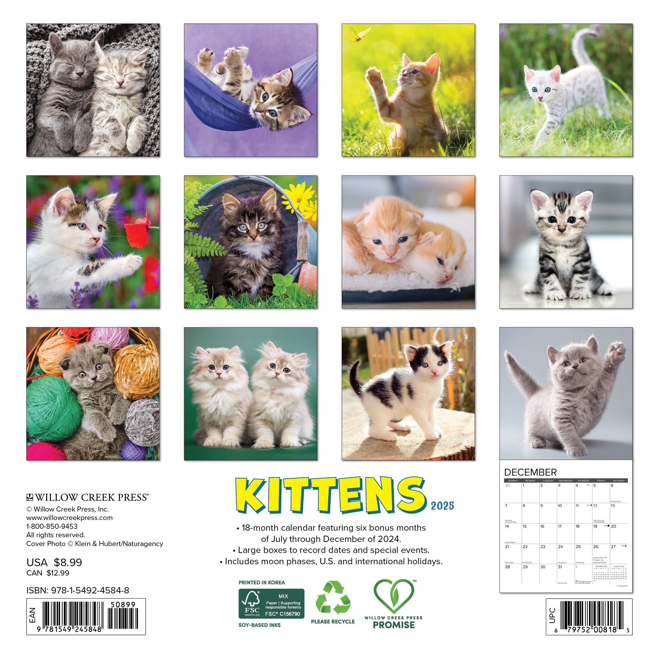 2025 Kittens - Mini Wall Calendar (US Only)