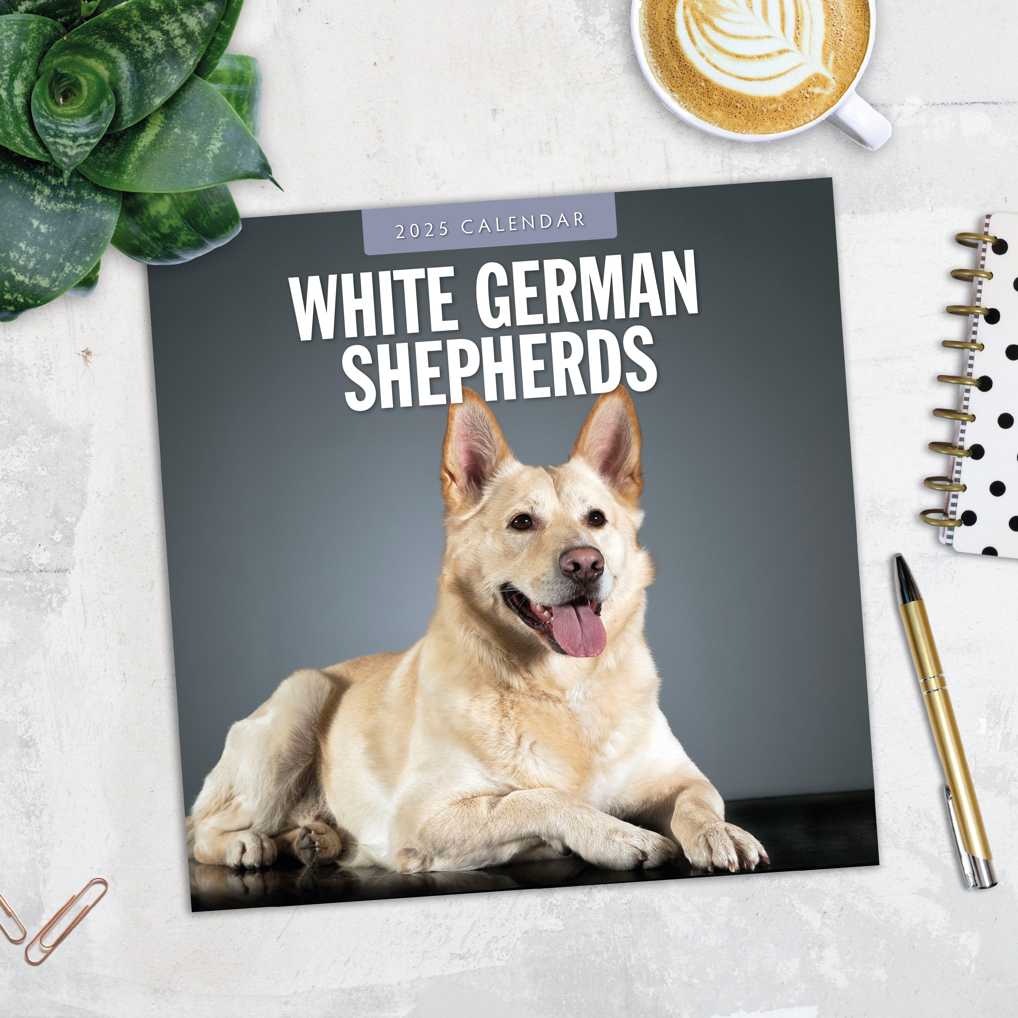 2025 White German Shepherd - Square Wall Calendar