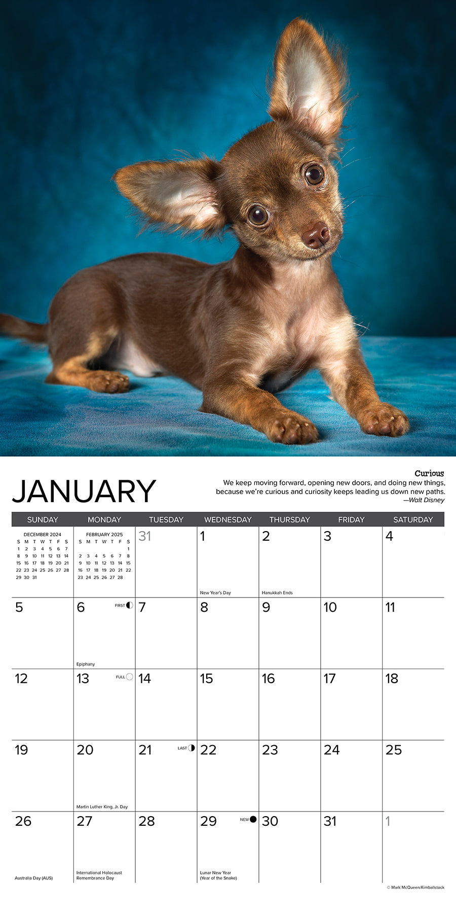 2025 Chihuahua Rules - Square Wall Calendar (US Only)