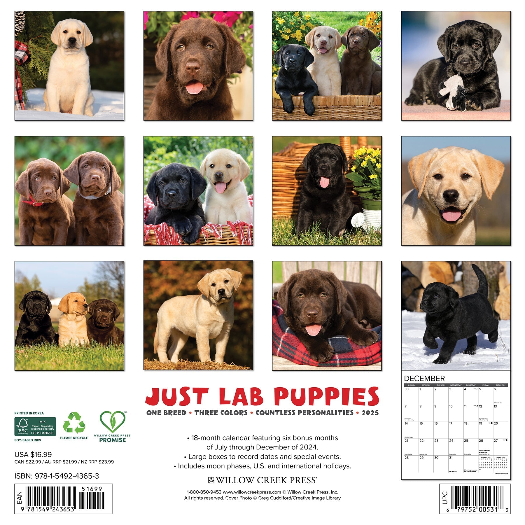 2025 Lab Puppies - Square Wall Calendar (US Only)