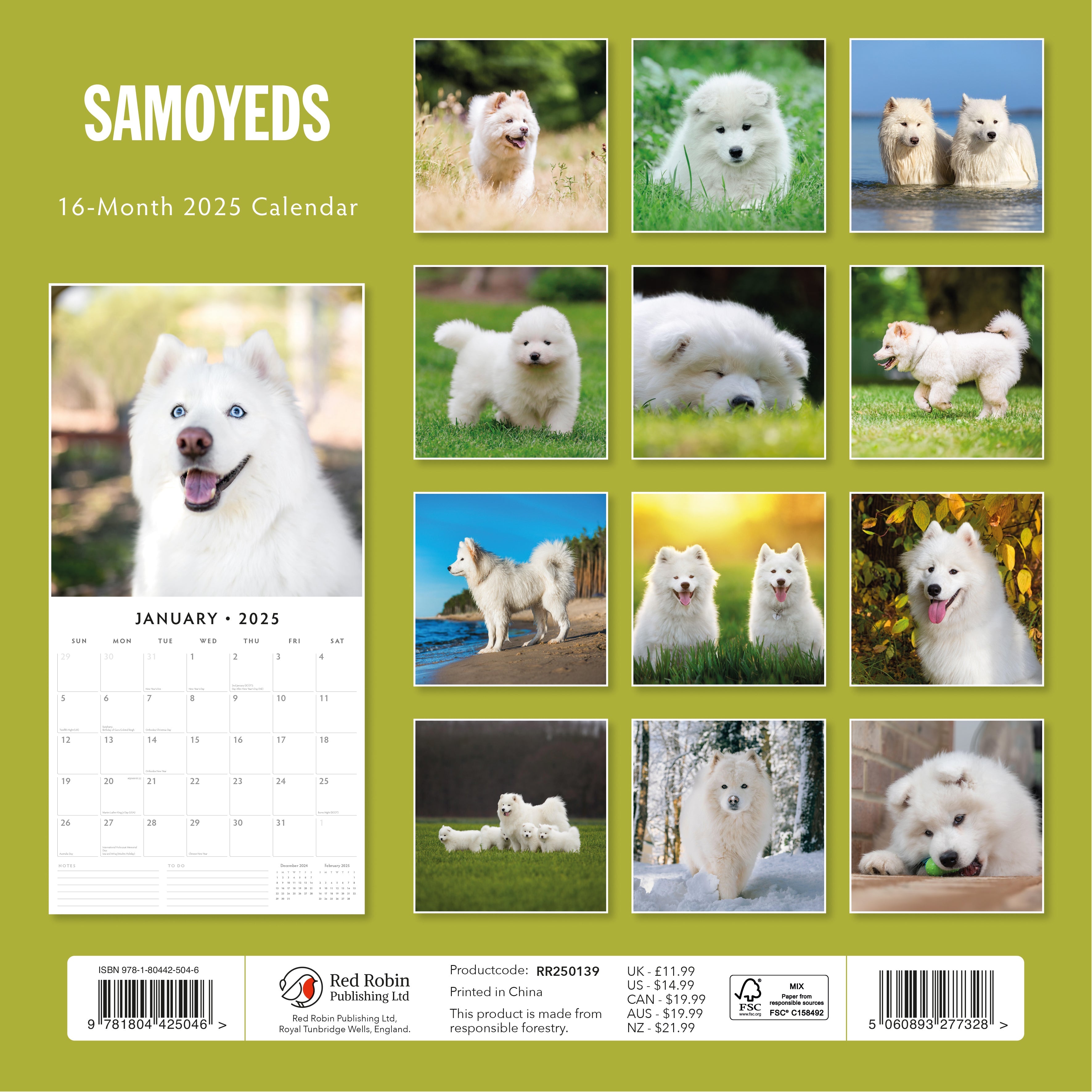 2025 Samoyeds - Square Wall Calendar
