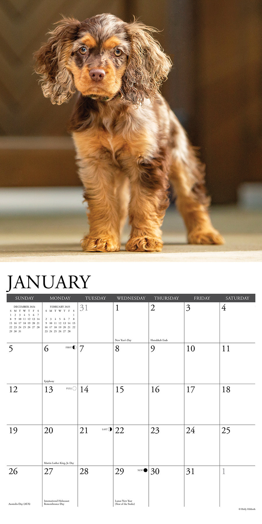 2025 Cocker Spaniels - Square Wall Calendar (US Only)