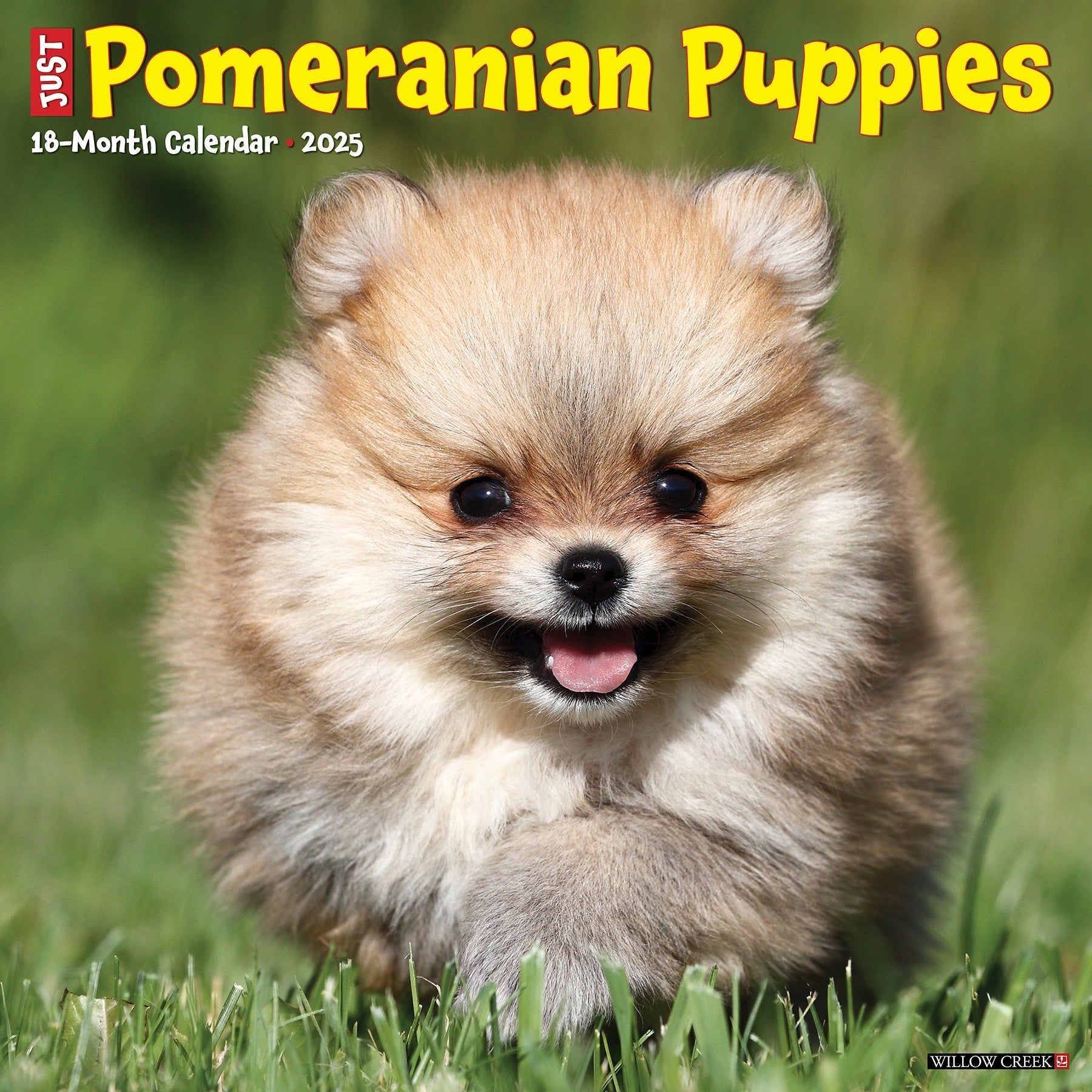 2025 Pomeranian Puppies - Square Wall Calendar (US Only)