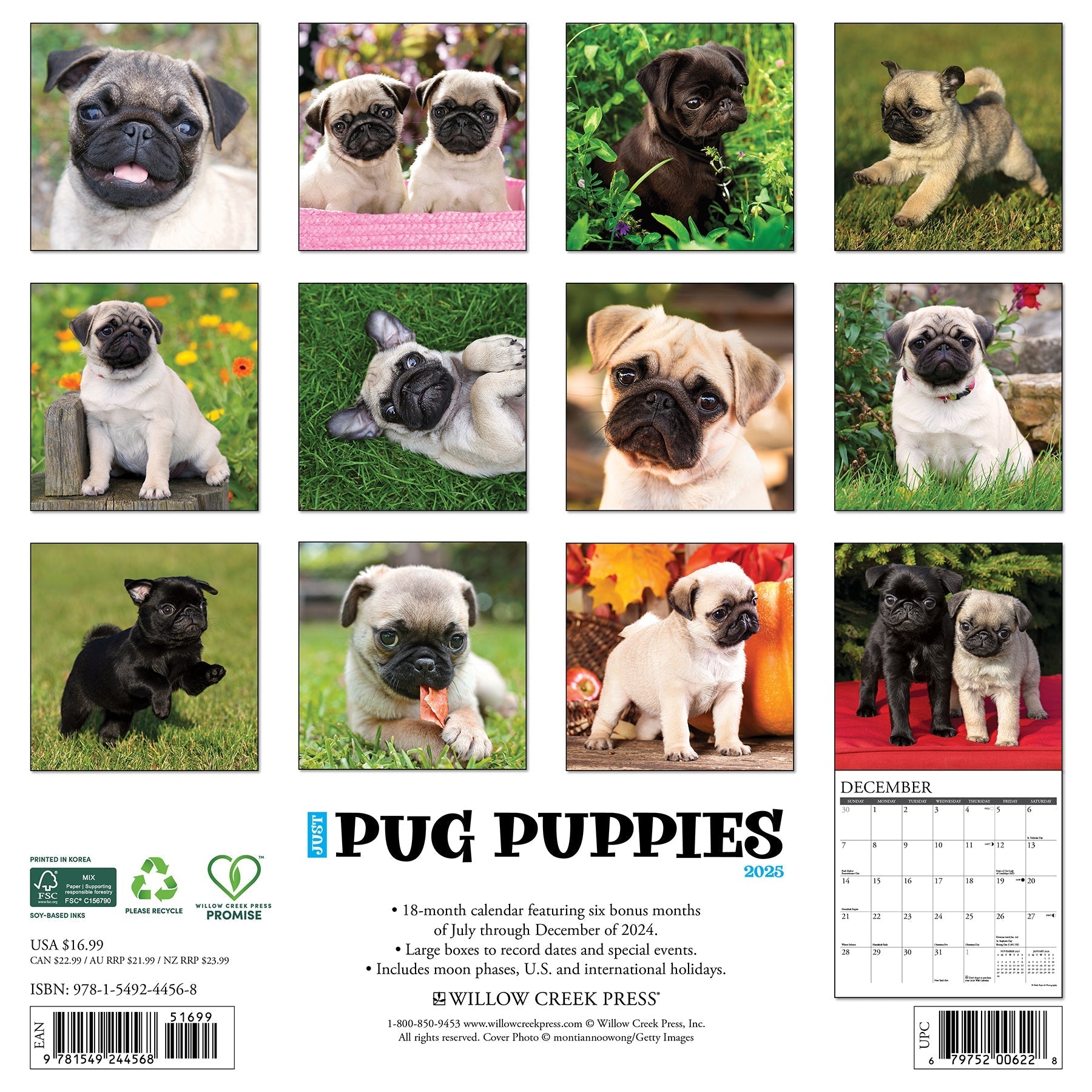 2025 Pug Puppies - Square Wall Calendar (US Only)