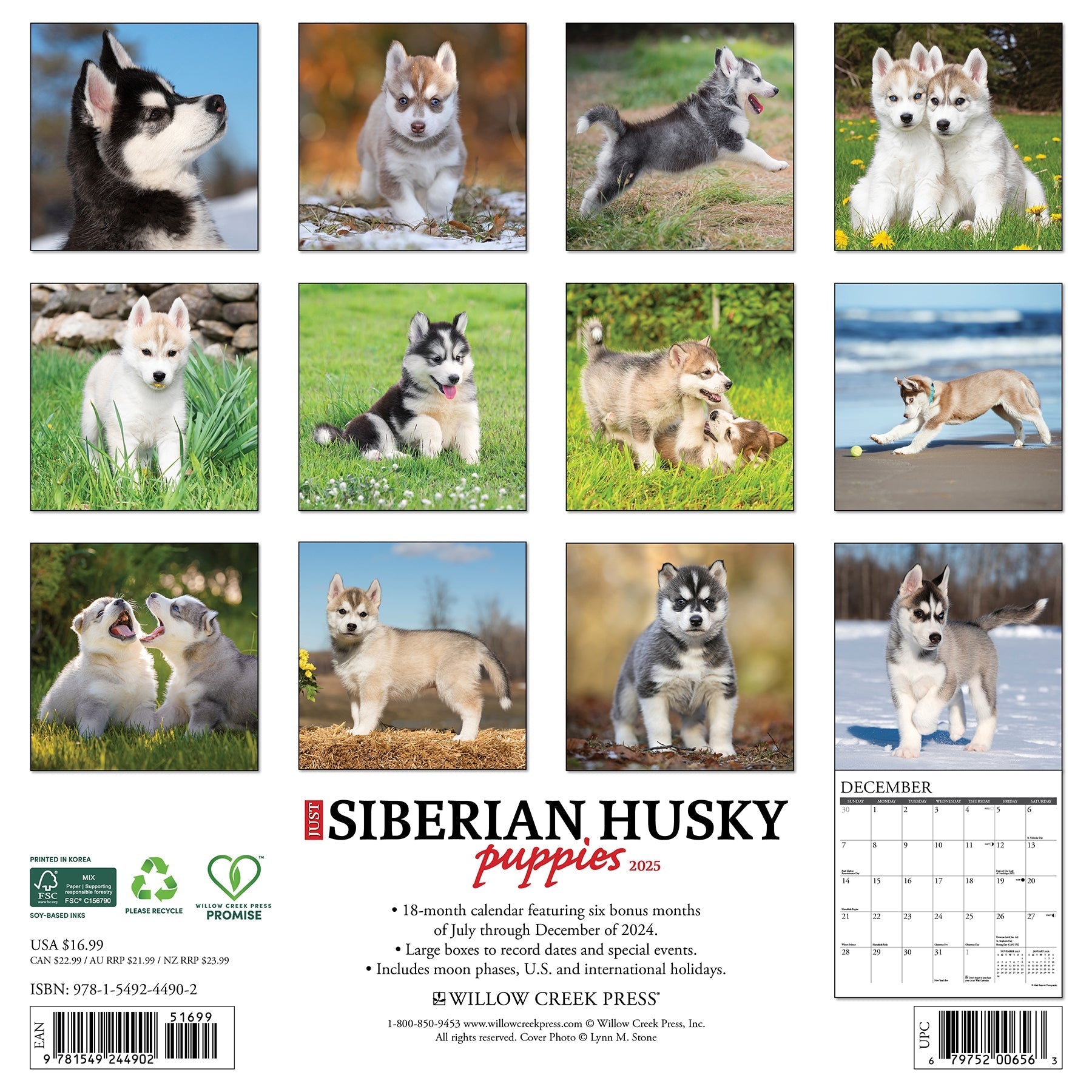 2025 Siberian Husky Puppies - Square Wall Calendar (US Only)