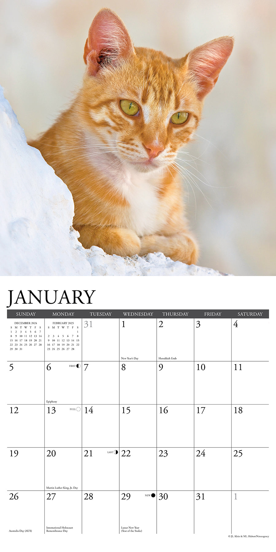 2025 Ginger Cats - Square Wall Calendar (US Only)