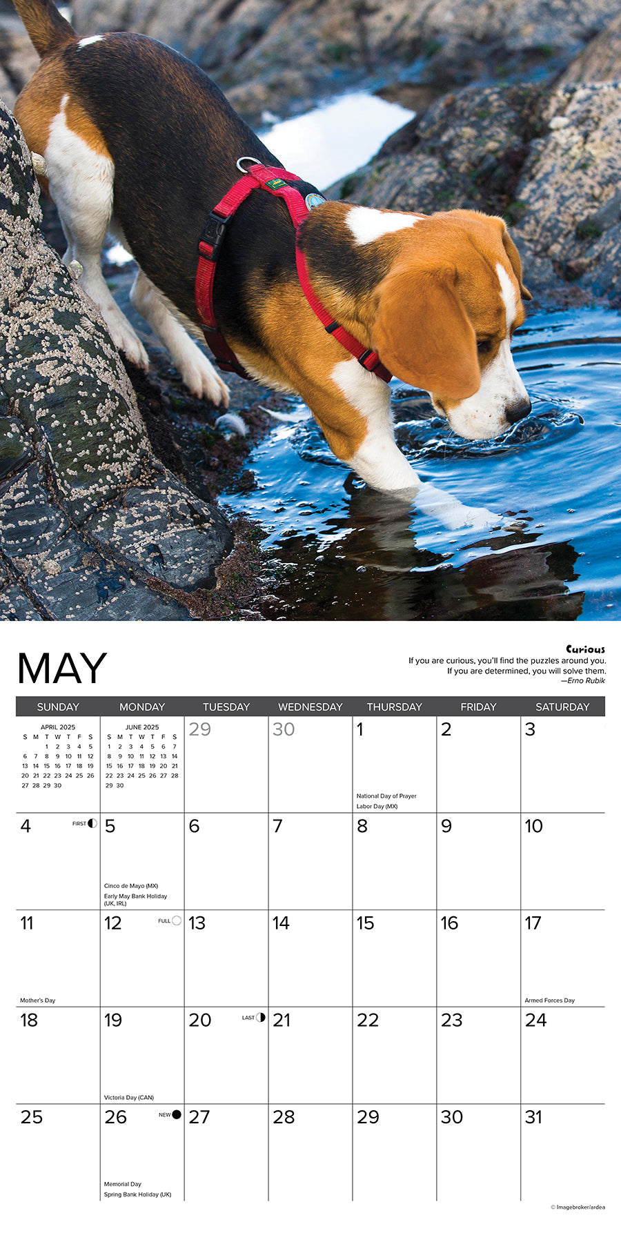 2025 Beagle Rules - Square Wall Calendar (US Only)