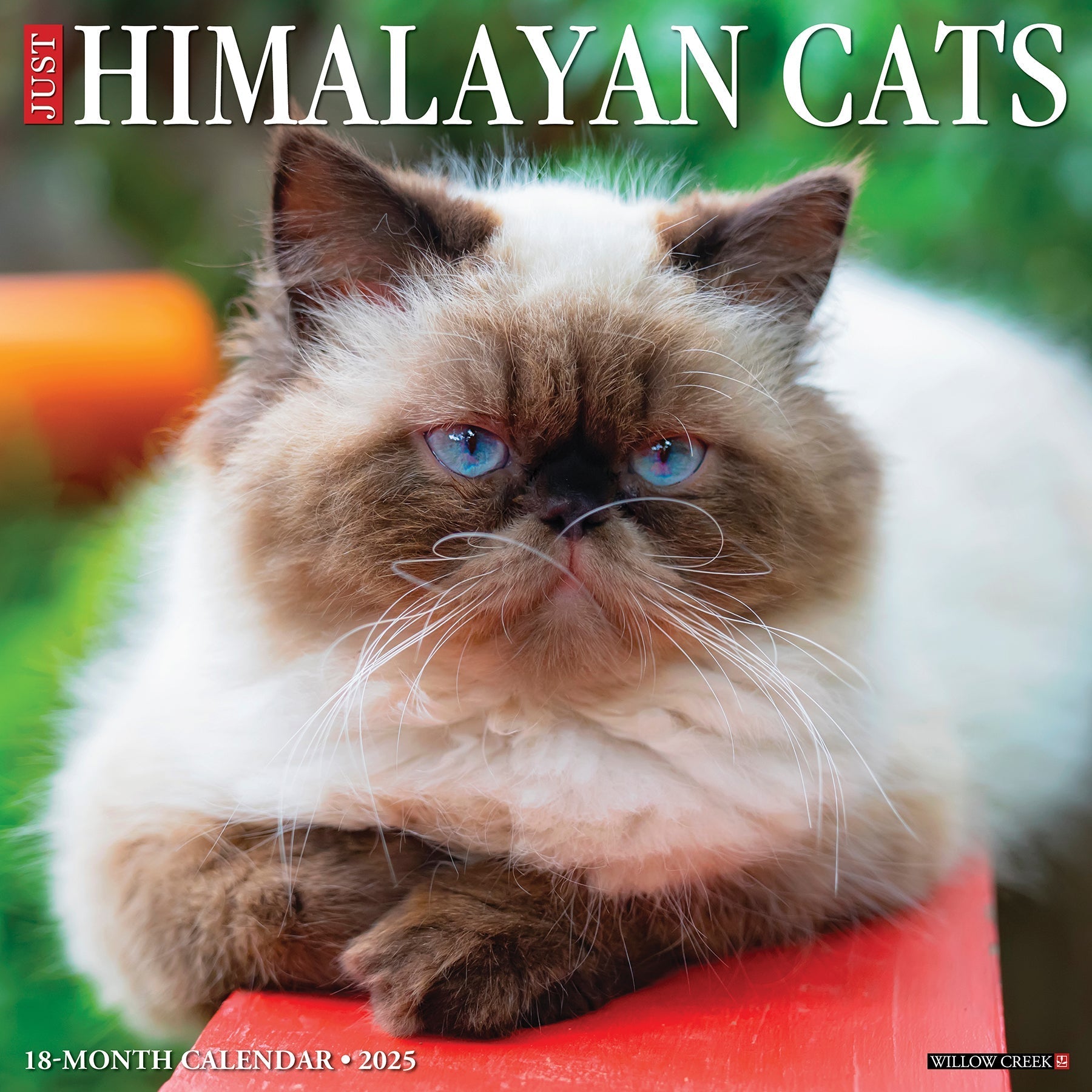 2025 Himalayan Cats - Square Wall Calendar (US Only)