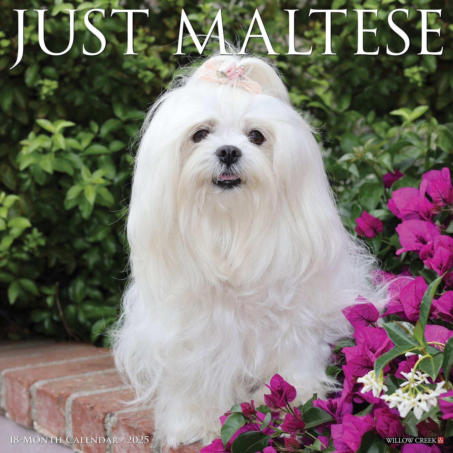 2025 Maltese - Square Wall Calendar (US Only)