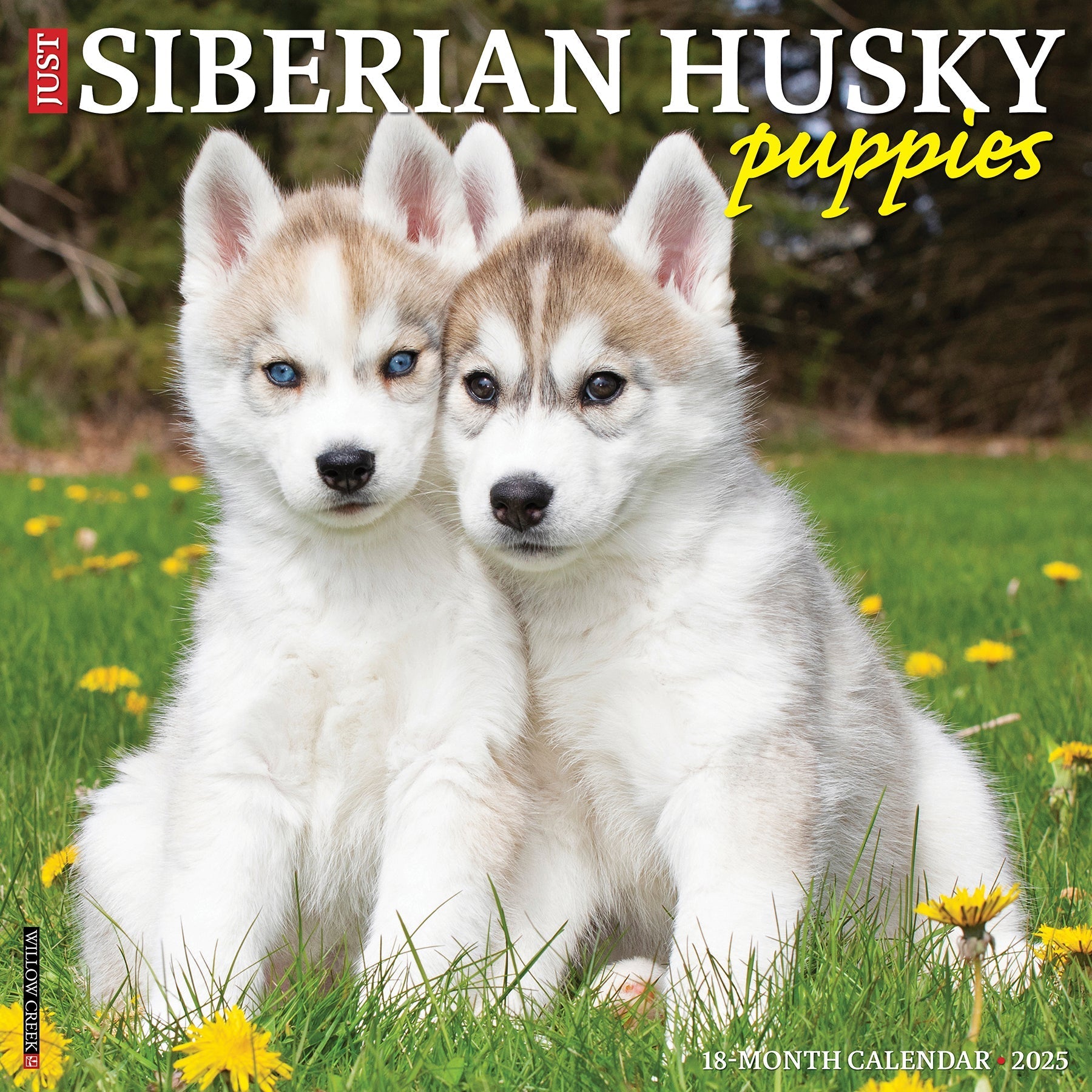 2025 Siberian Husky Puppies - Square Wall Calendar (US Only)