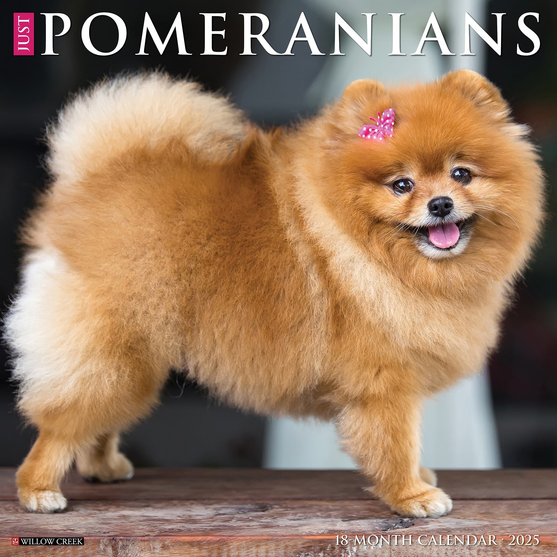 2025 Pomeranians - Square Wall Calendar (US Only)