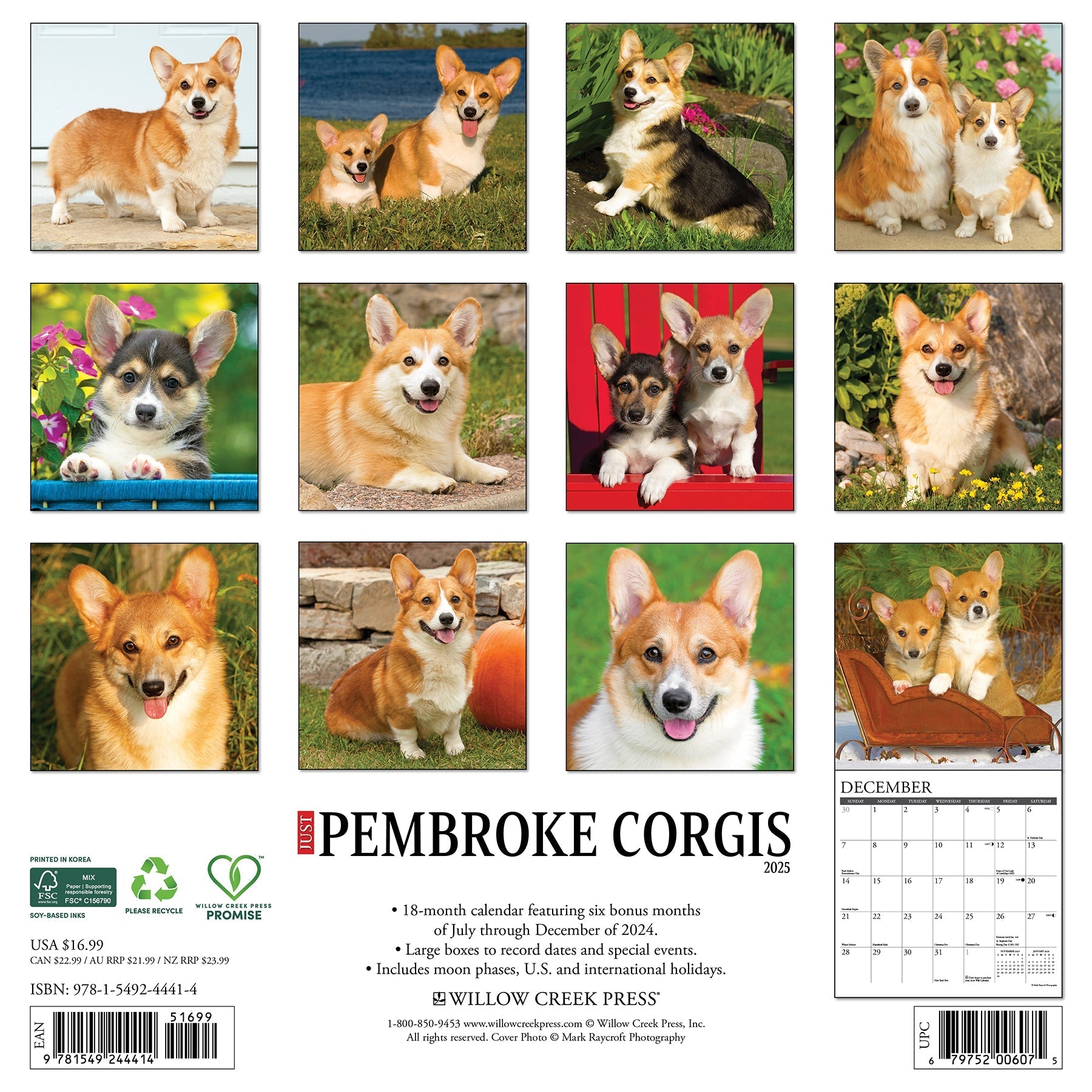 2025 Pembroke Corgis - Square Wall Calendar (US Only)