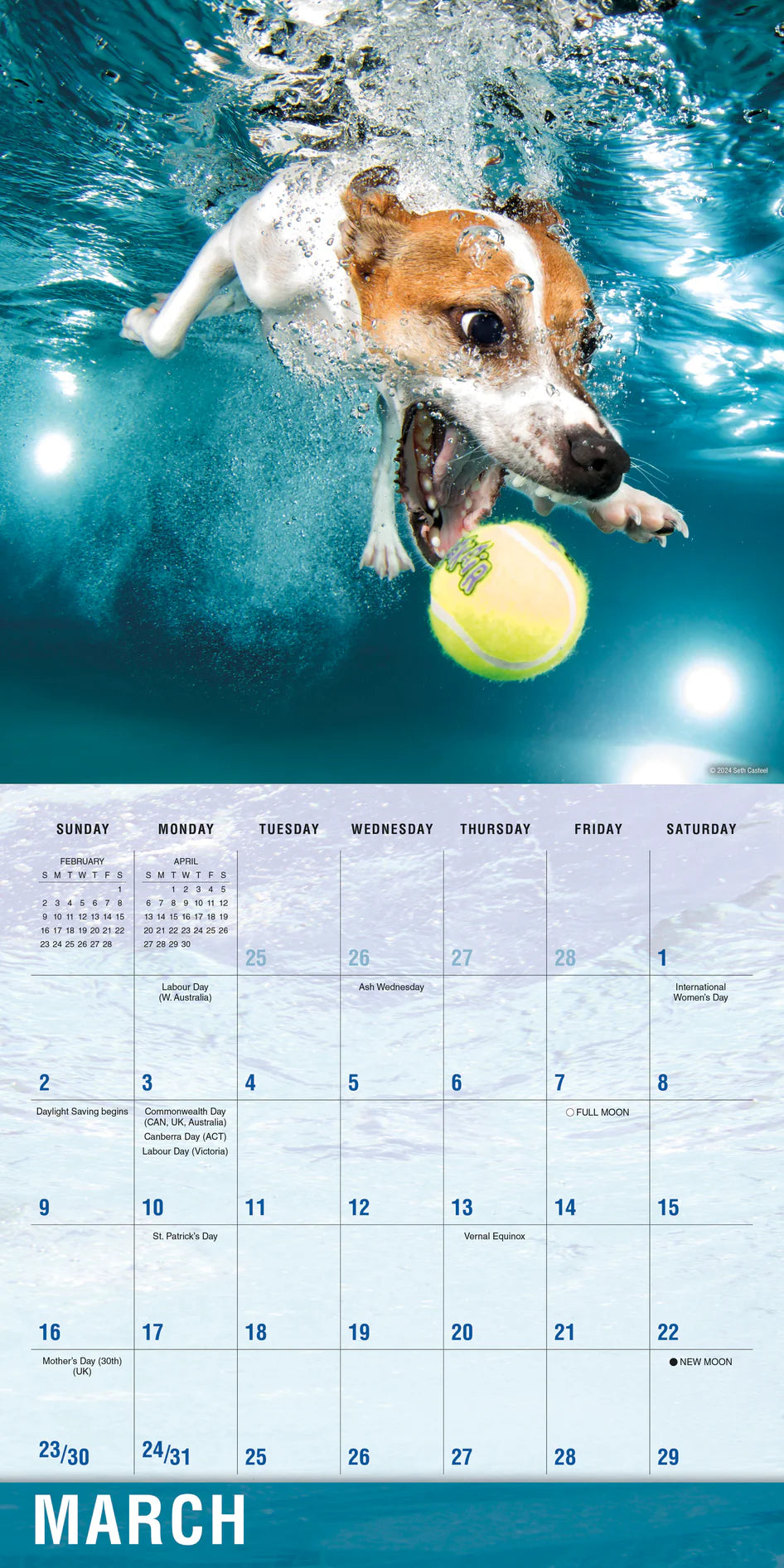 2025 Underwater Dogs - Square Wall Calendar