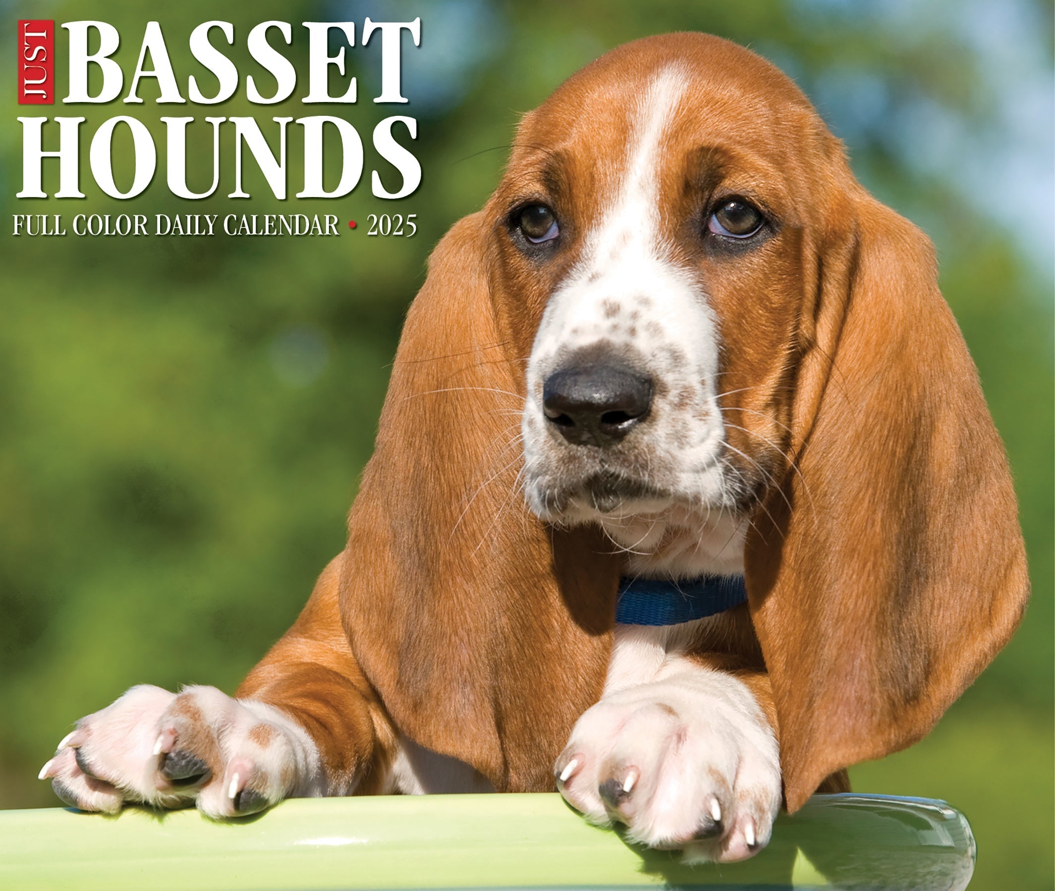 2025 Basset Hounds - Daily Boxed Page-A-Day Calendar (US Only)