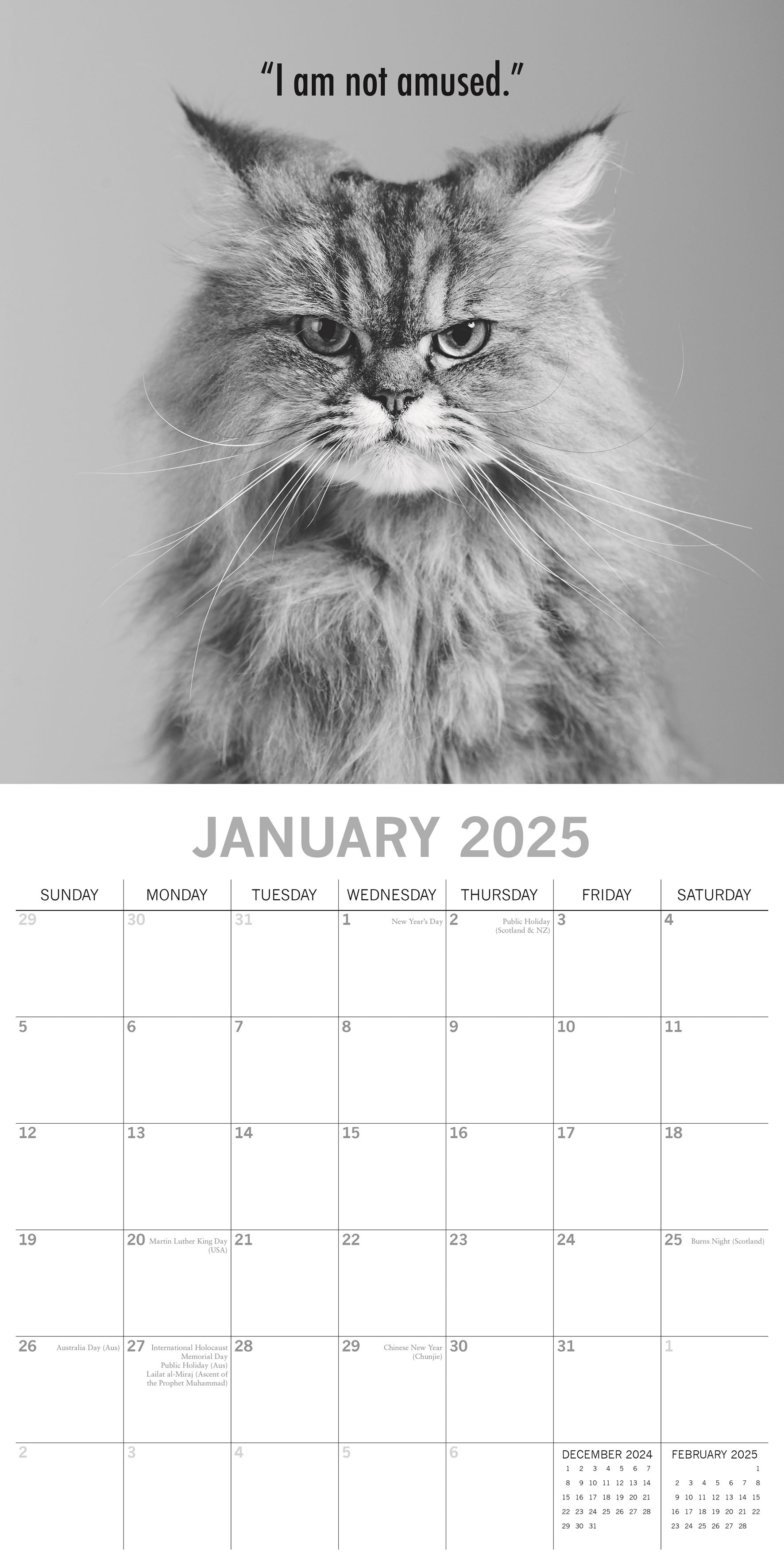 2025 Moggies - Square Wall Calendar