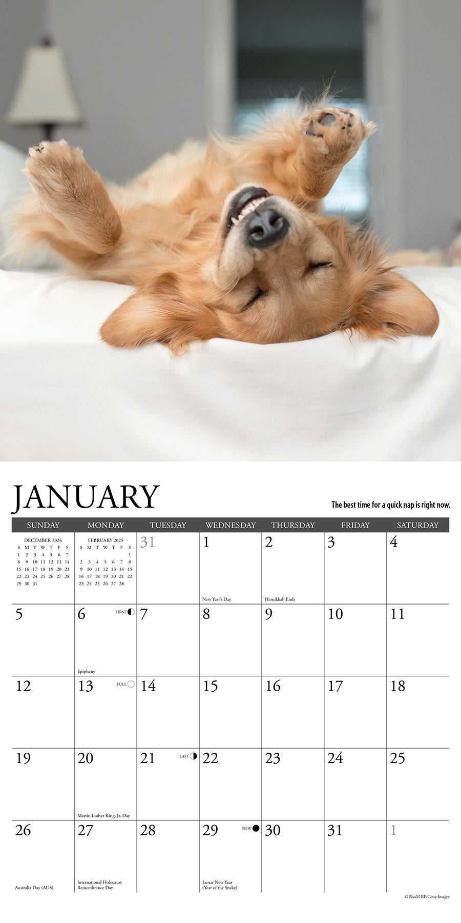 2025 What Goldens Teach Us - Square Wall Calendar (US Only)
