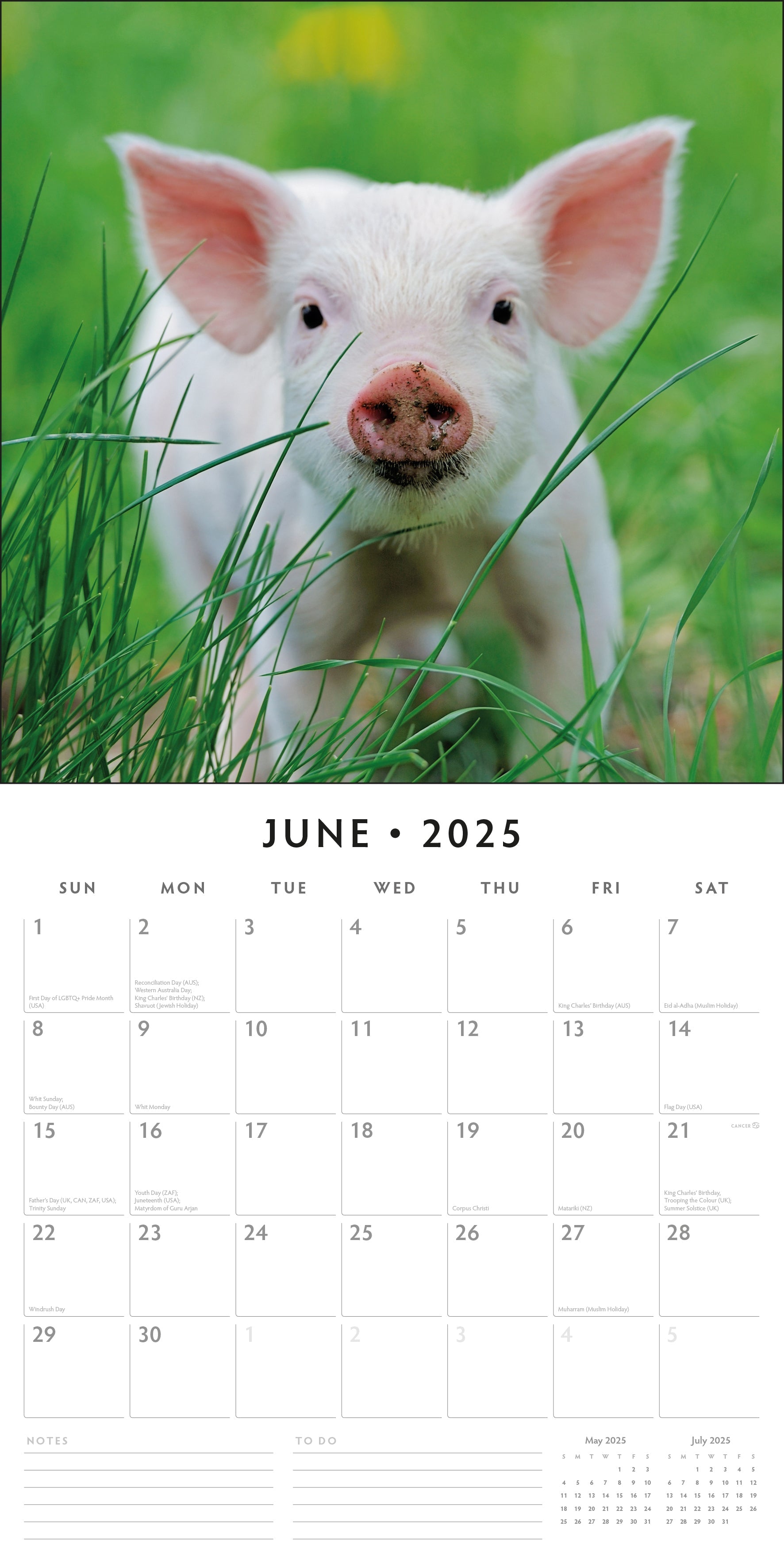 2025 Pigs & Piglets - Square Wall Calendar