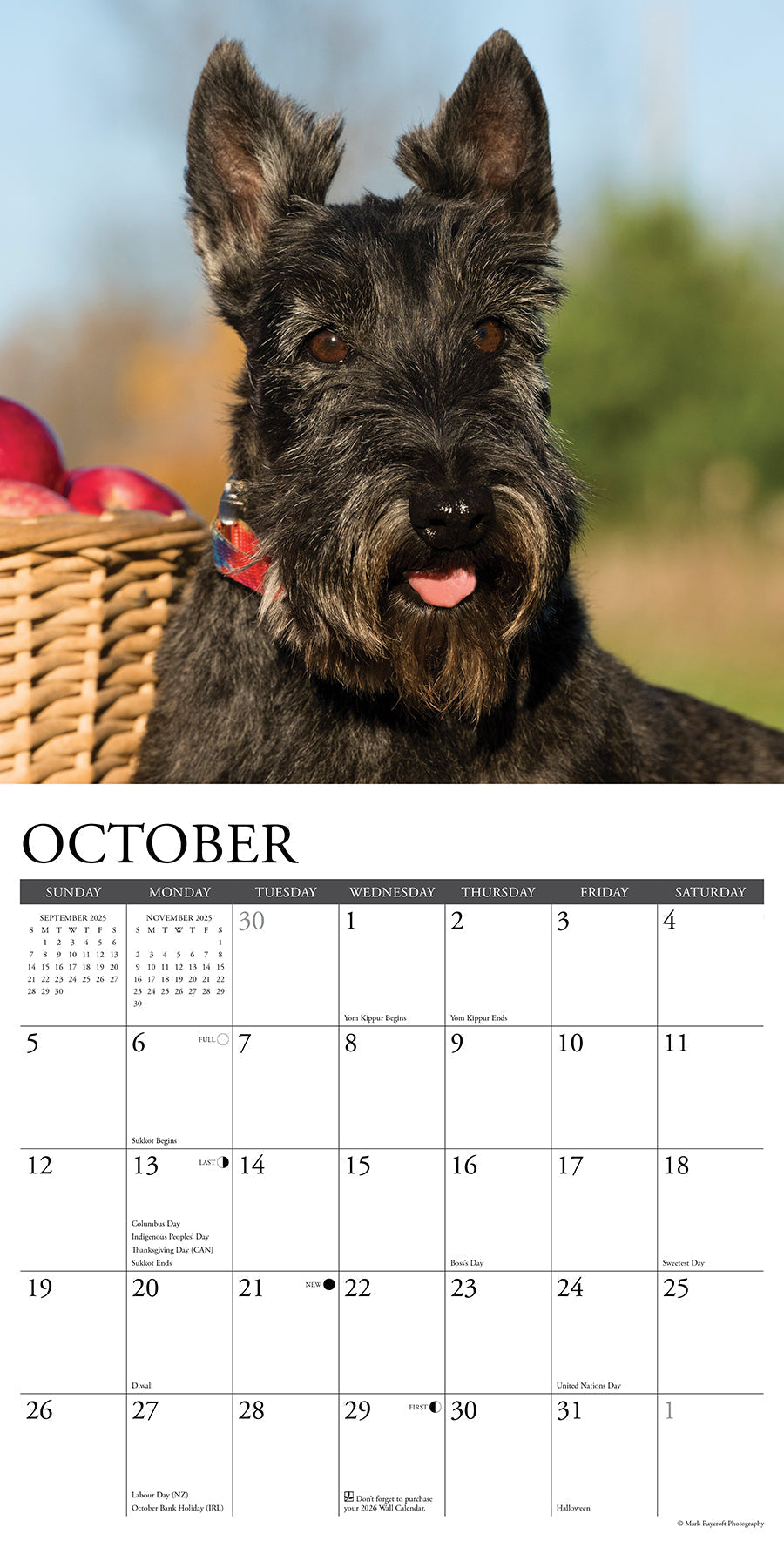 2025 Scotties - Square Wall Calendar (US Only)