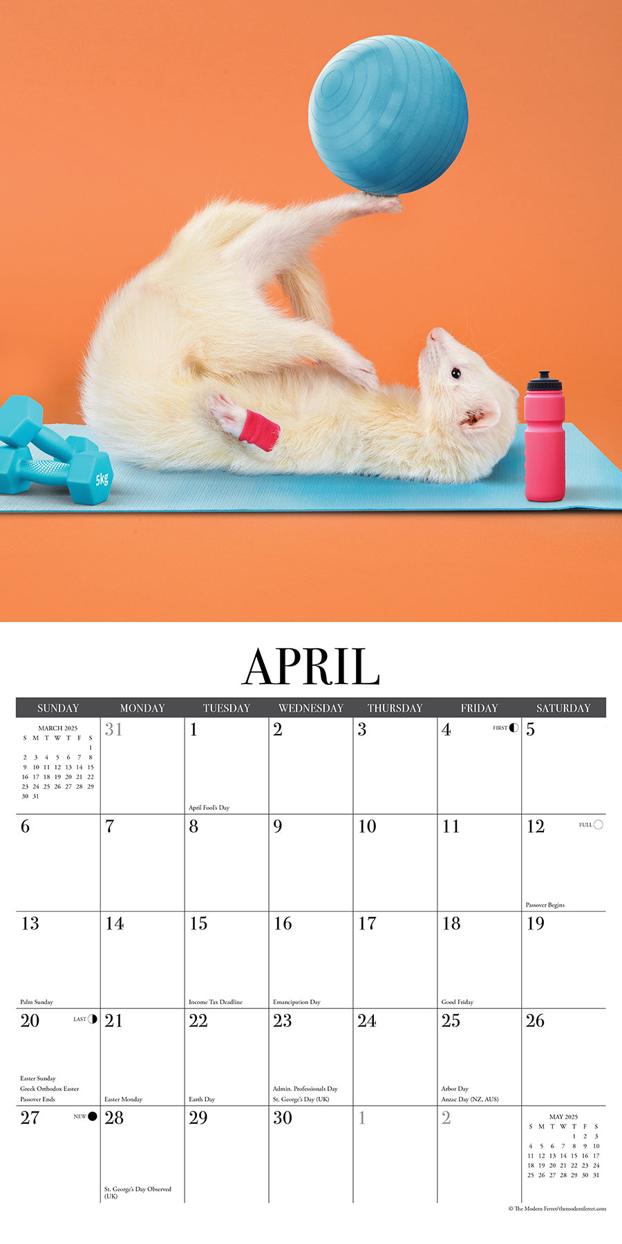 2025 Modern Ferret (The) - Square Wall Calendar (US Only)
