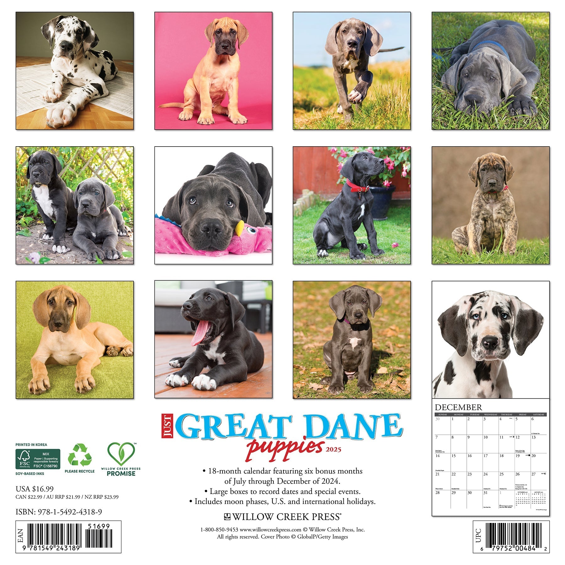 2025 Great Dane Puppies - Square Wall Calendar (US Only)