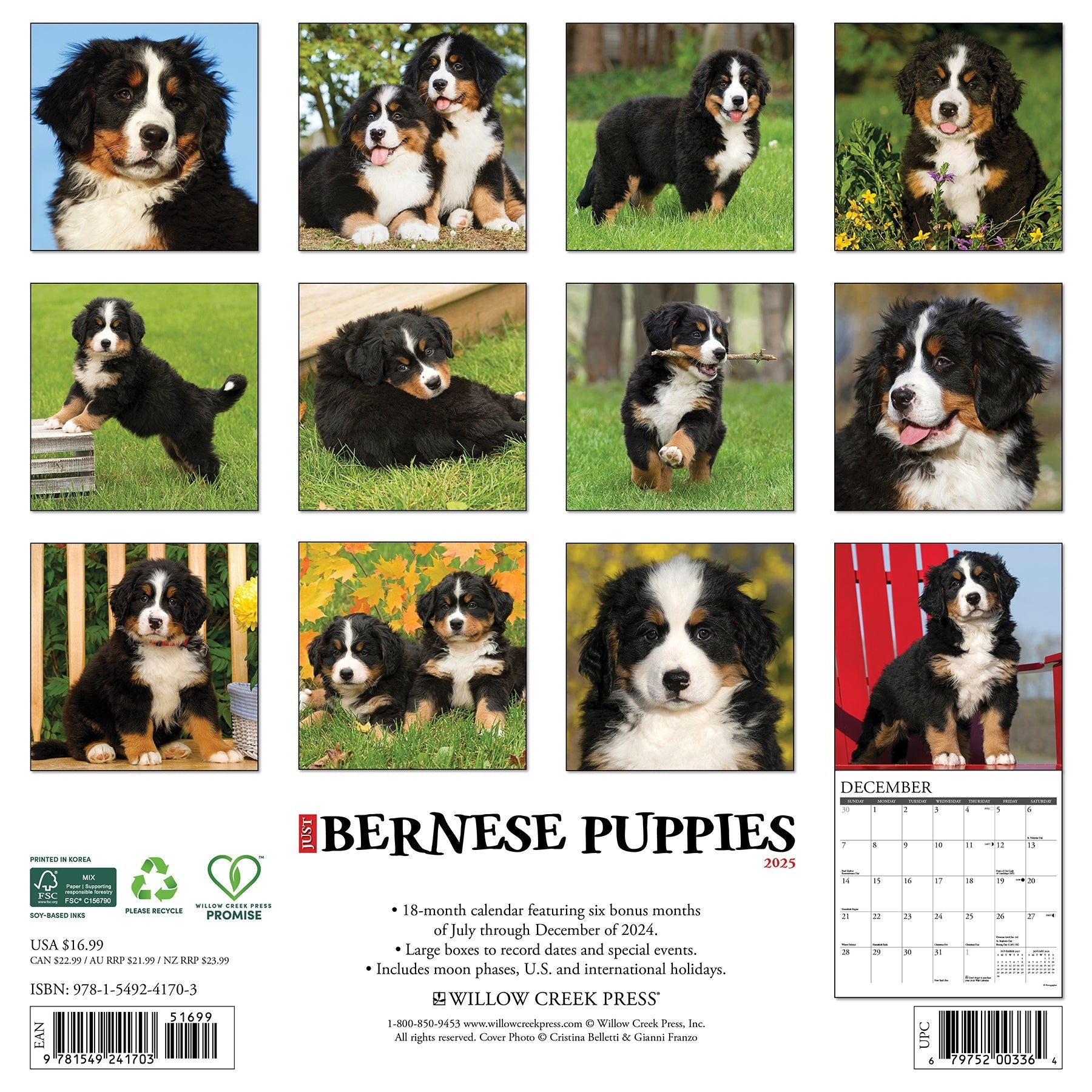 2025 Bernese Mountain Puppies - Square Wall Calendar (US Only)