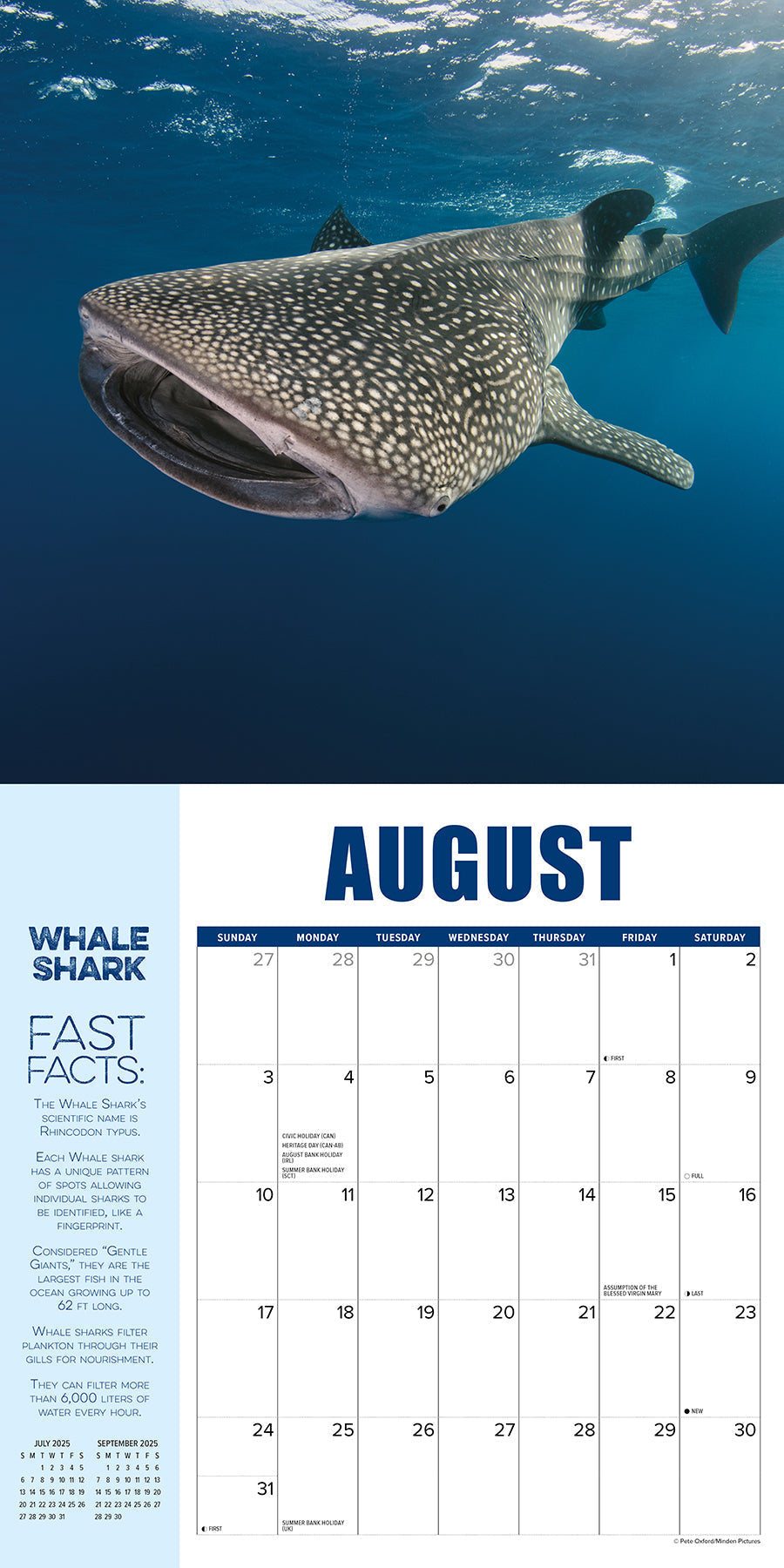 2025 Shark Year - Square Wall Calendar (US Only)