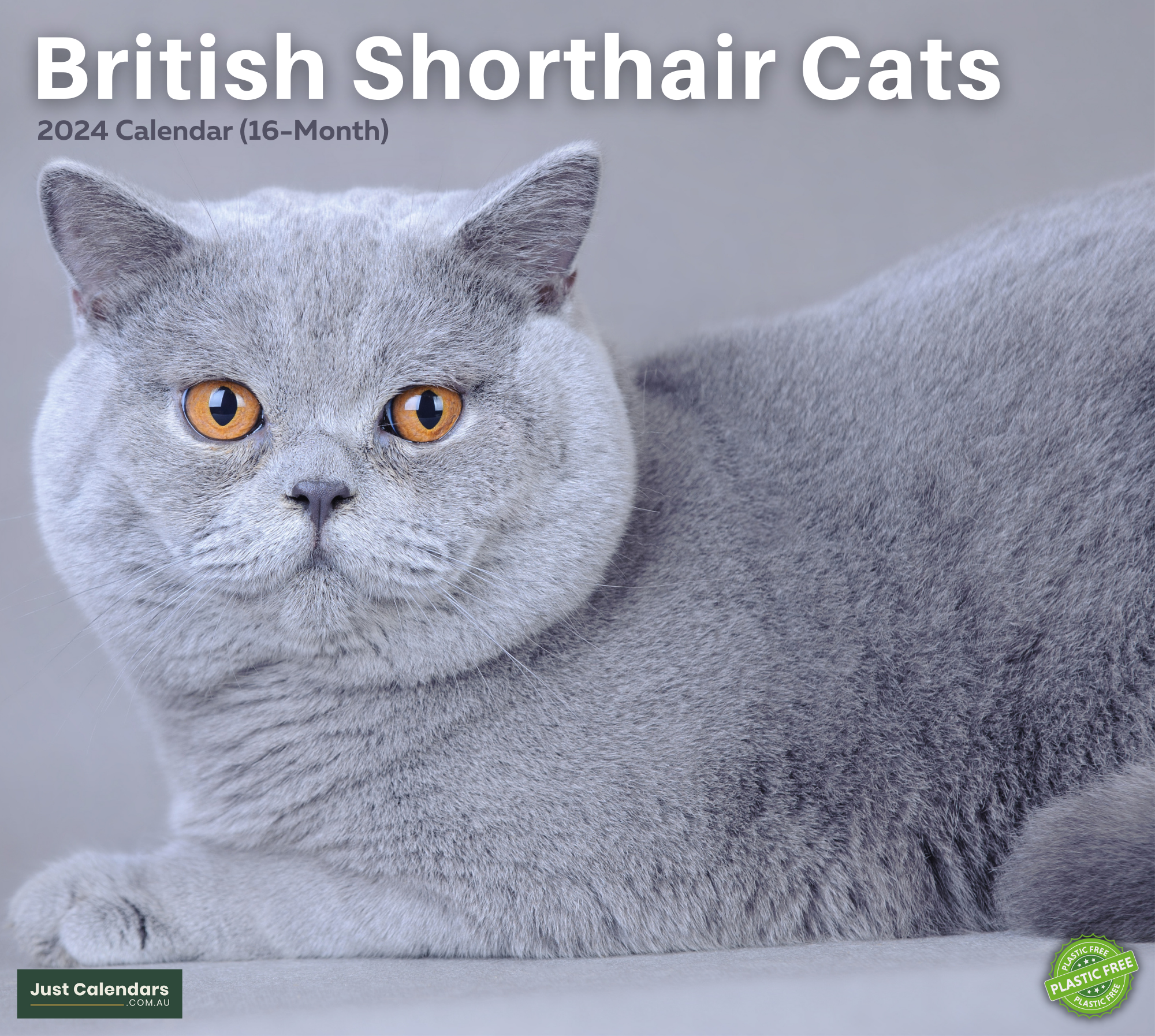 2024 British Shorthair Cats Cats & Kittens - Deluxe Wall Calendar by Just Calendars - 16 Month - Plastic Free