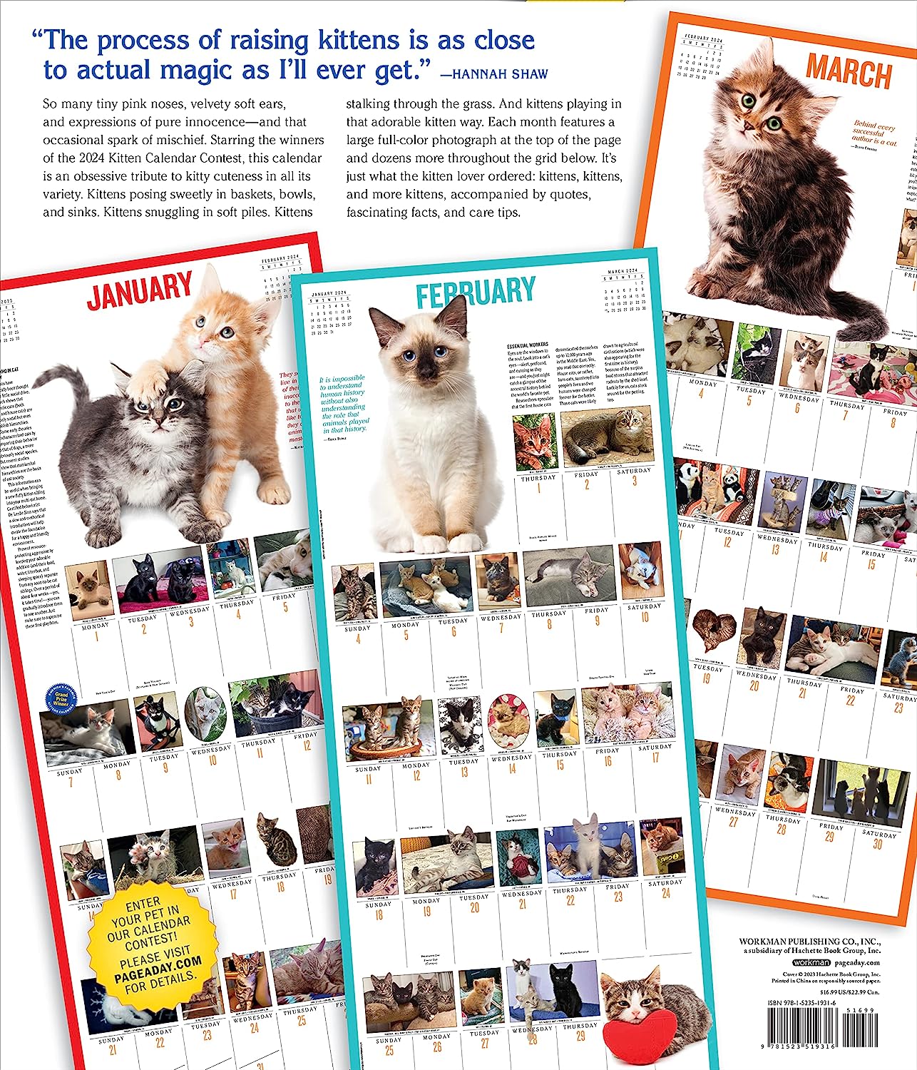 2024 365 Kittens-A-Year - Deluxe Wall Calendar  SOLD OUT