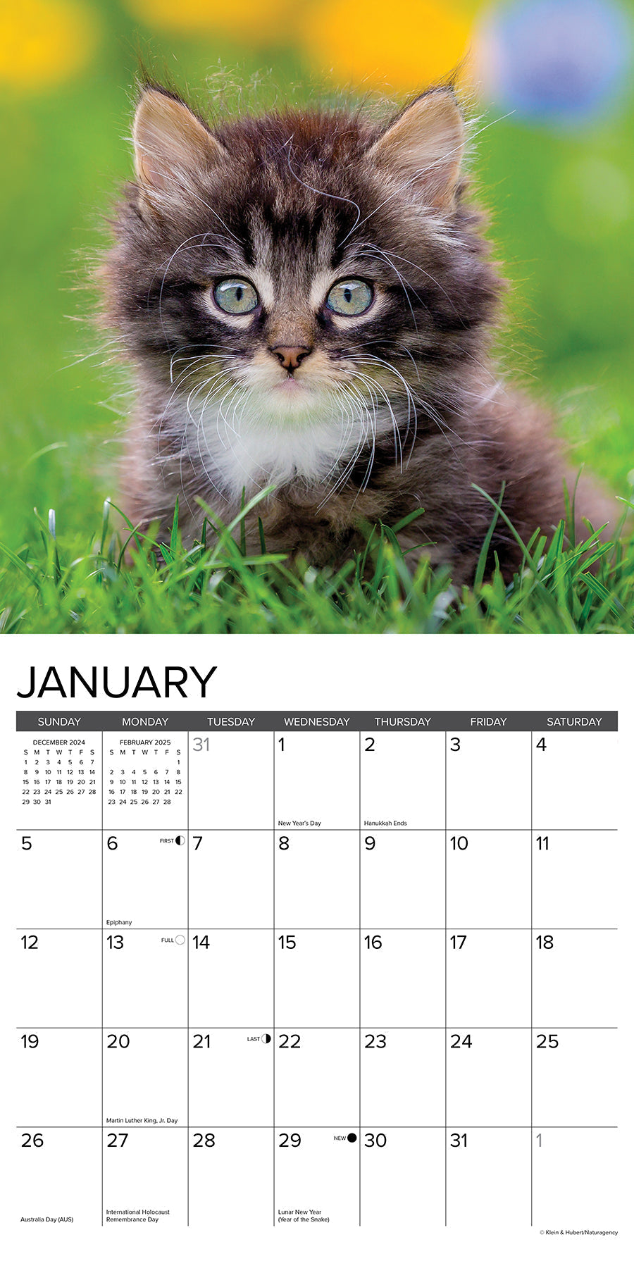 2025 Kittens - Square Wall Calendar (US Only)