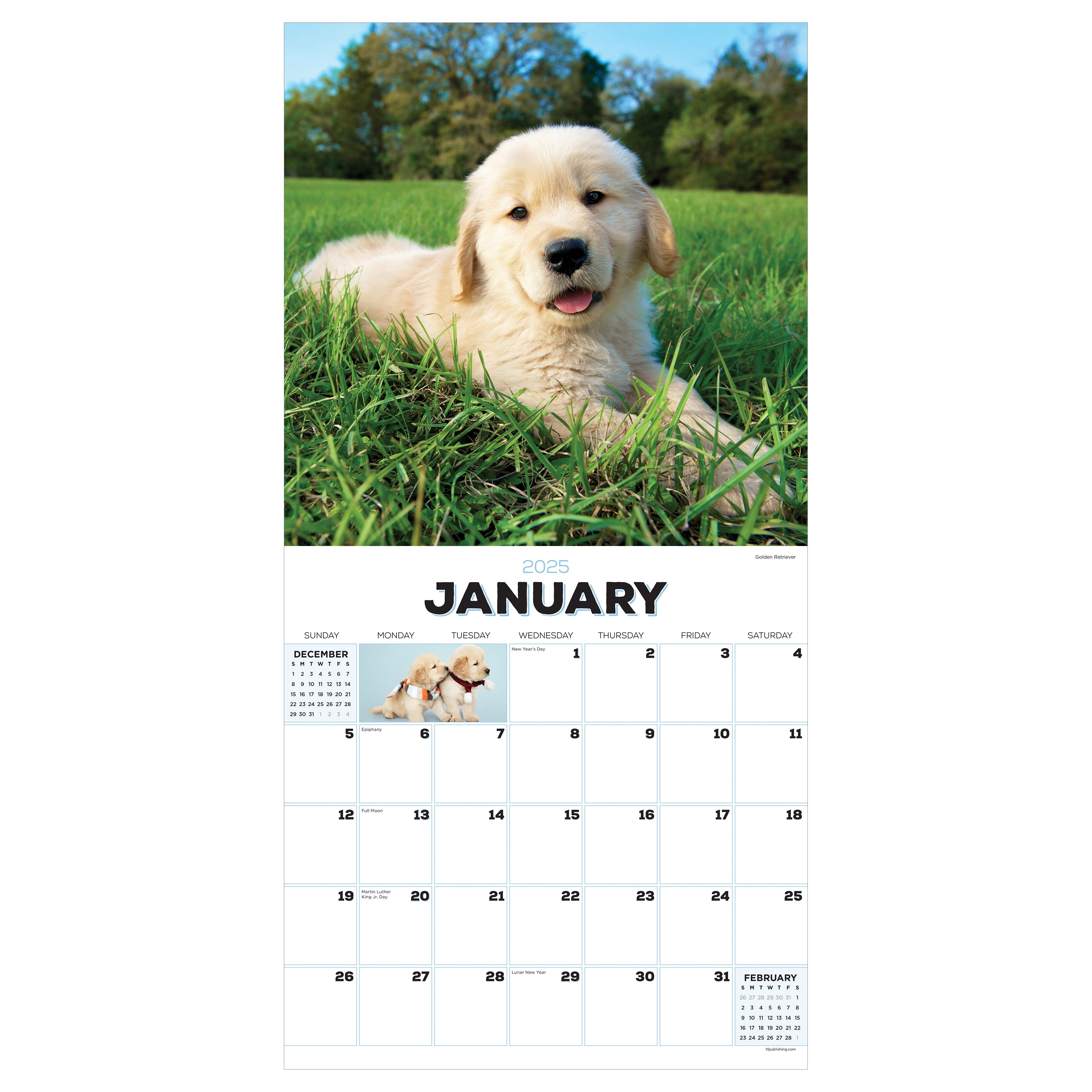 2025 Puppies - Square Wall Calendar