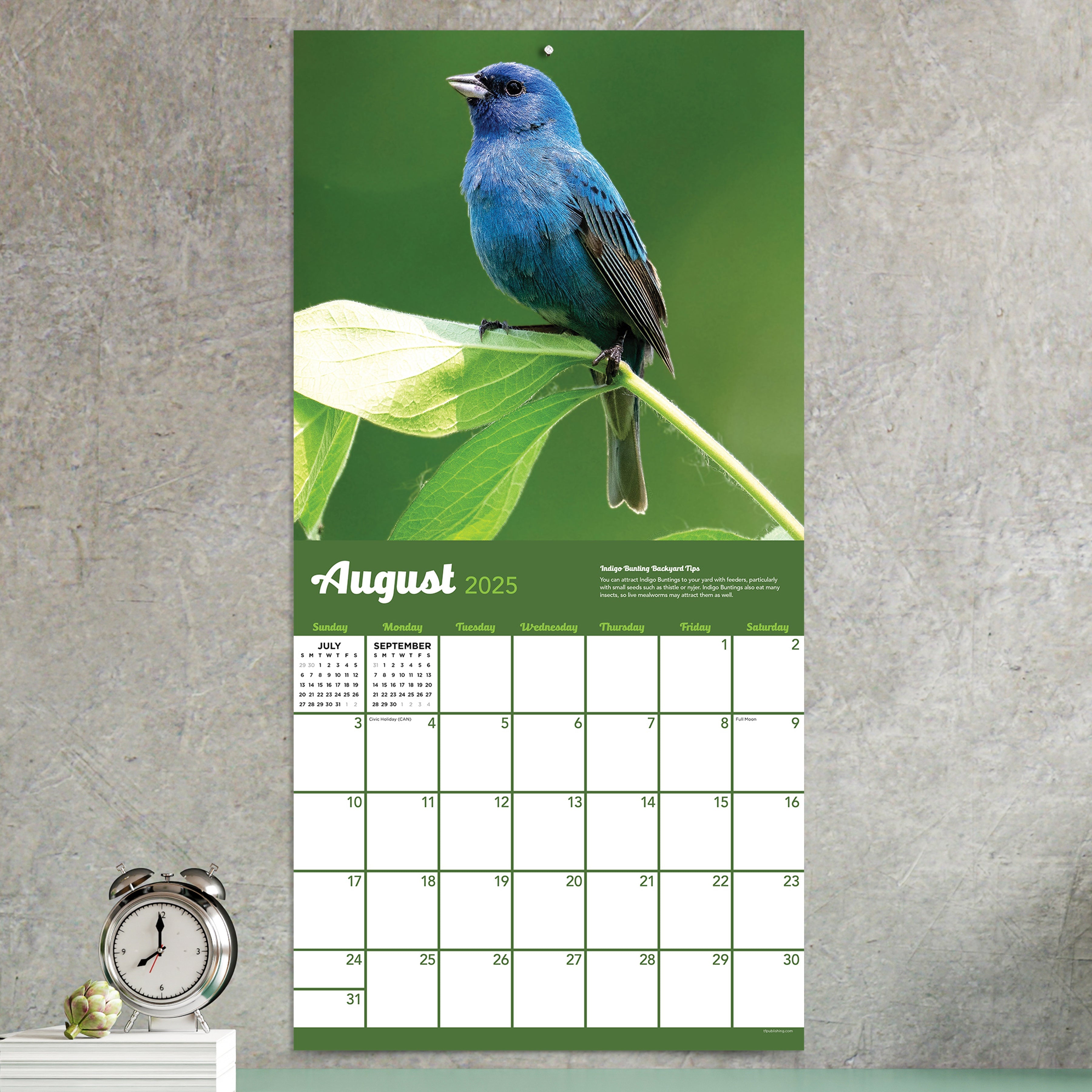 2025 Backyard Birds by TF - Square Wall Calendar