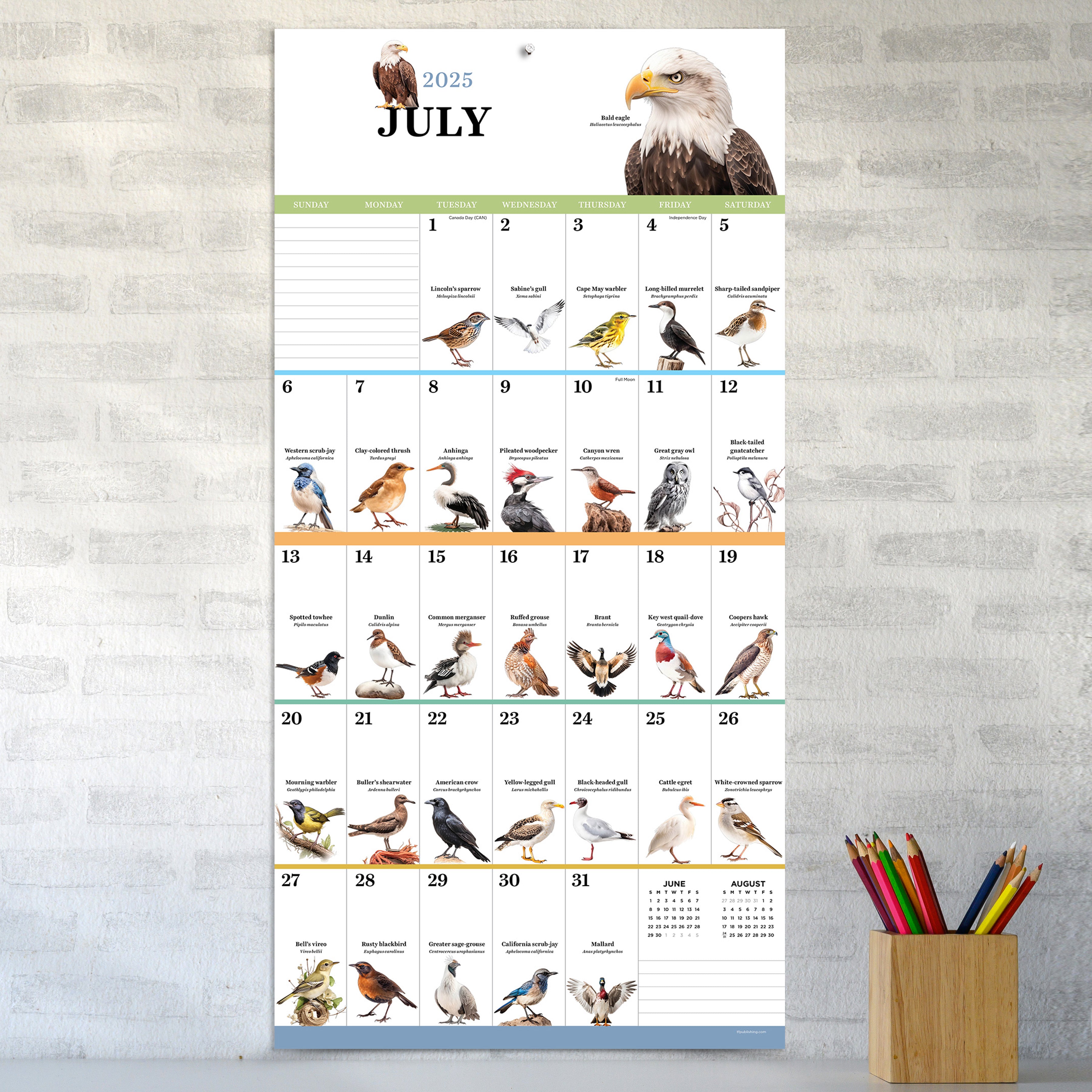 2025 Birds: Backyard and Beyond - Square Wall Calendar