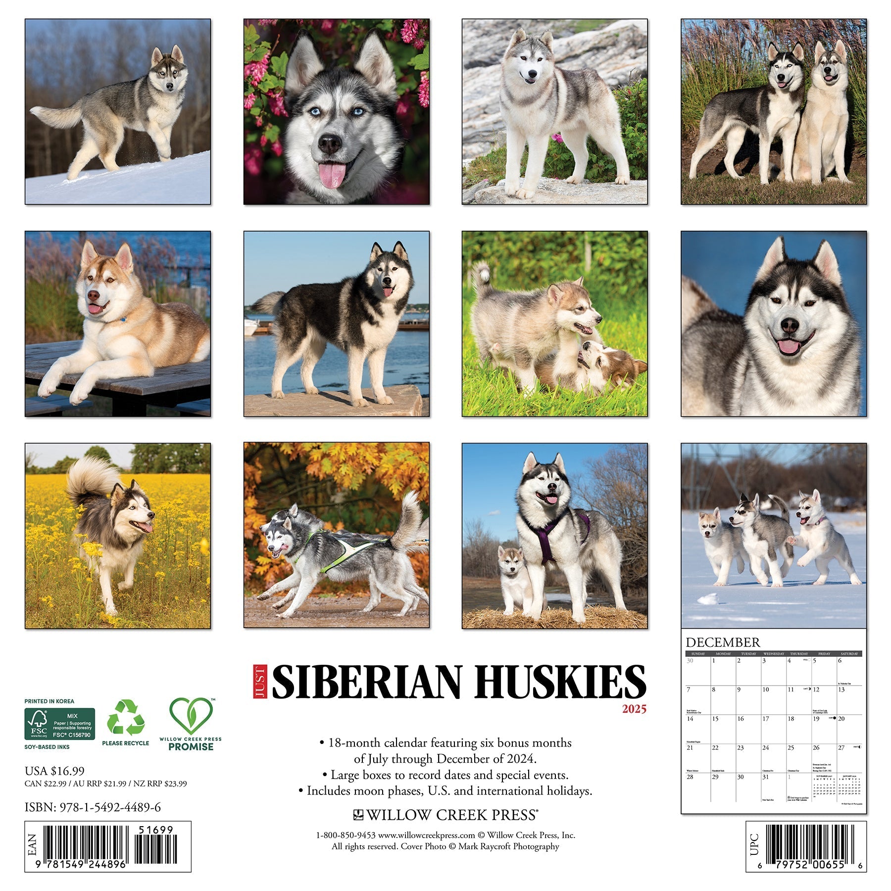 2025 Siberian Huskies - Square Wall Calendar (US Only)