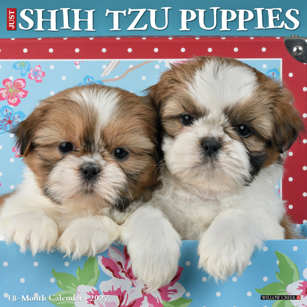 2027 Shih Tzu Puppies - Square Wall Calendar