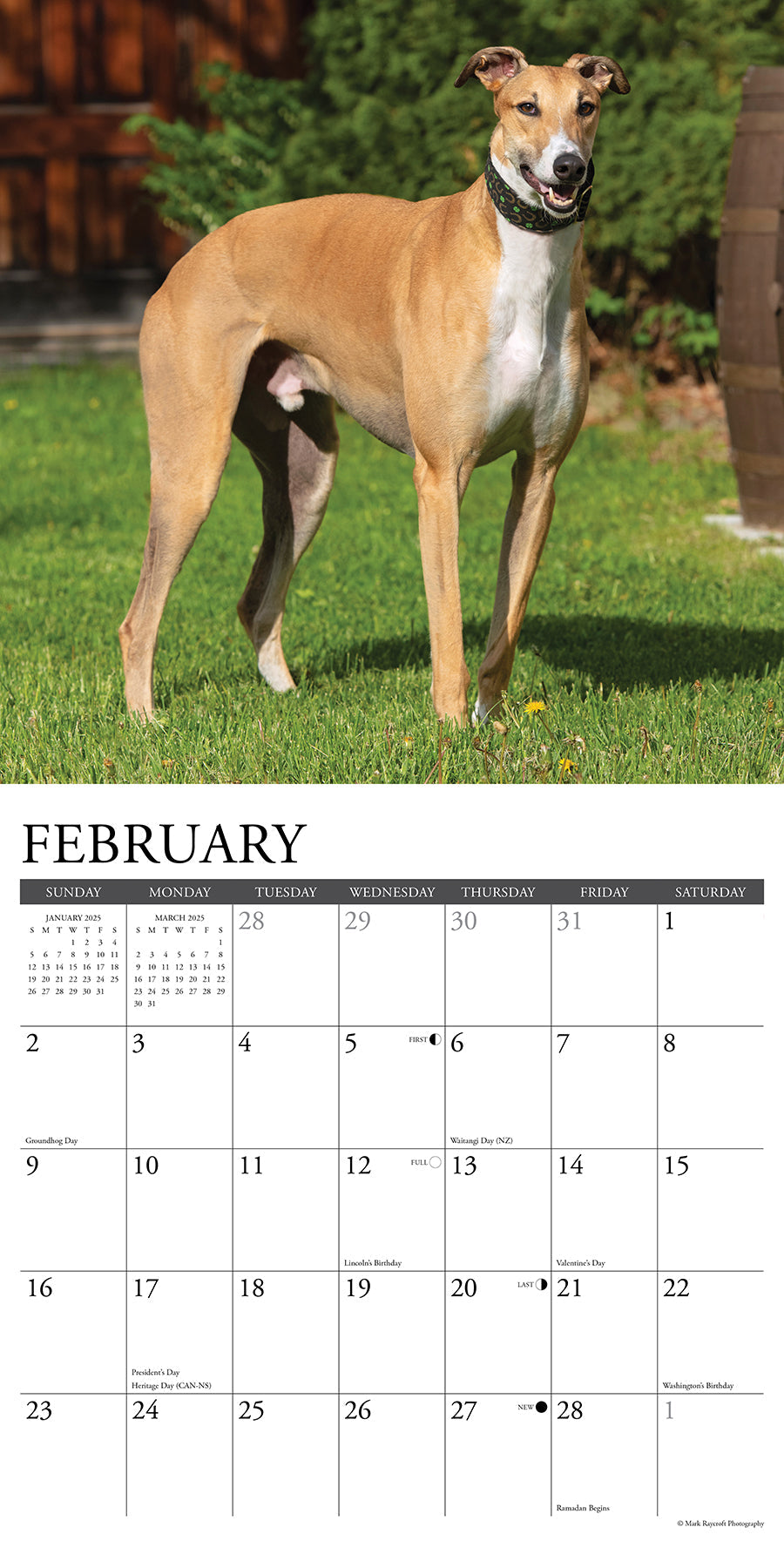 2025 Greyhounds - Square Wall Calendar (US Only)