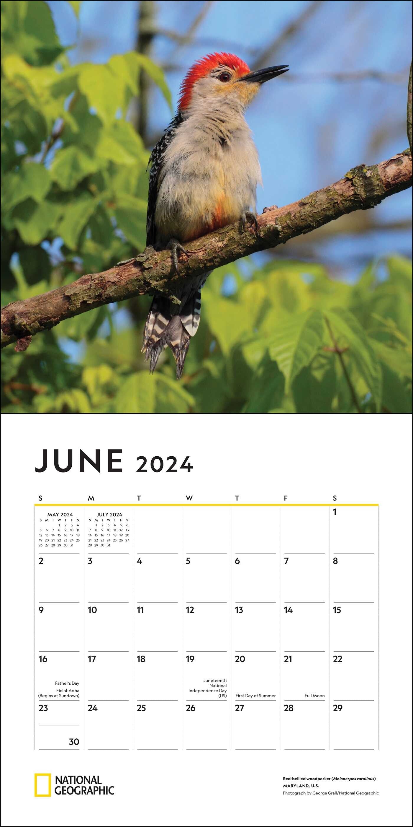 2024 Backyard Birds: National Geographic - Square Wall Calendar  SOLD OUT