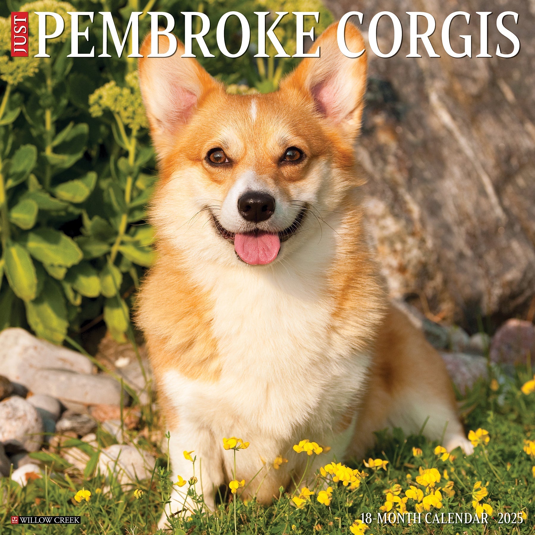 2025 Pembroke Corgis - Square Wall Calendar (US Only)