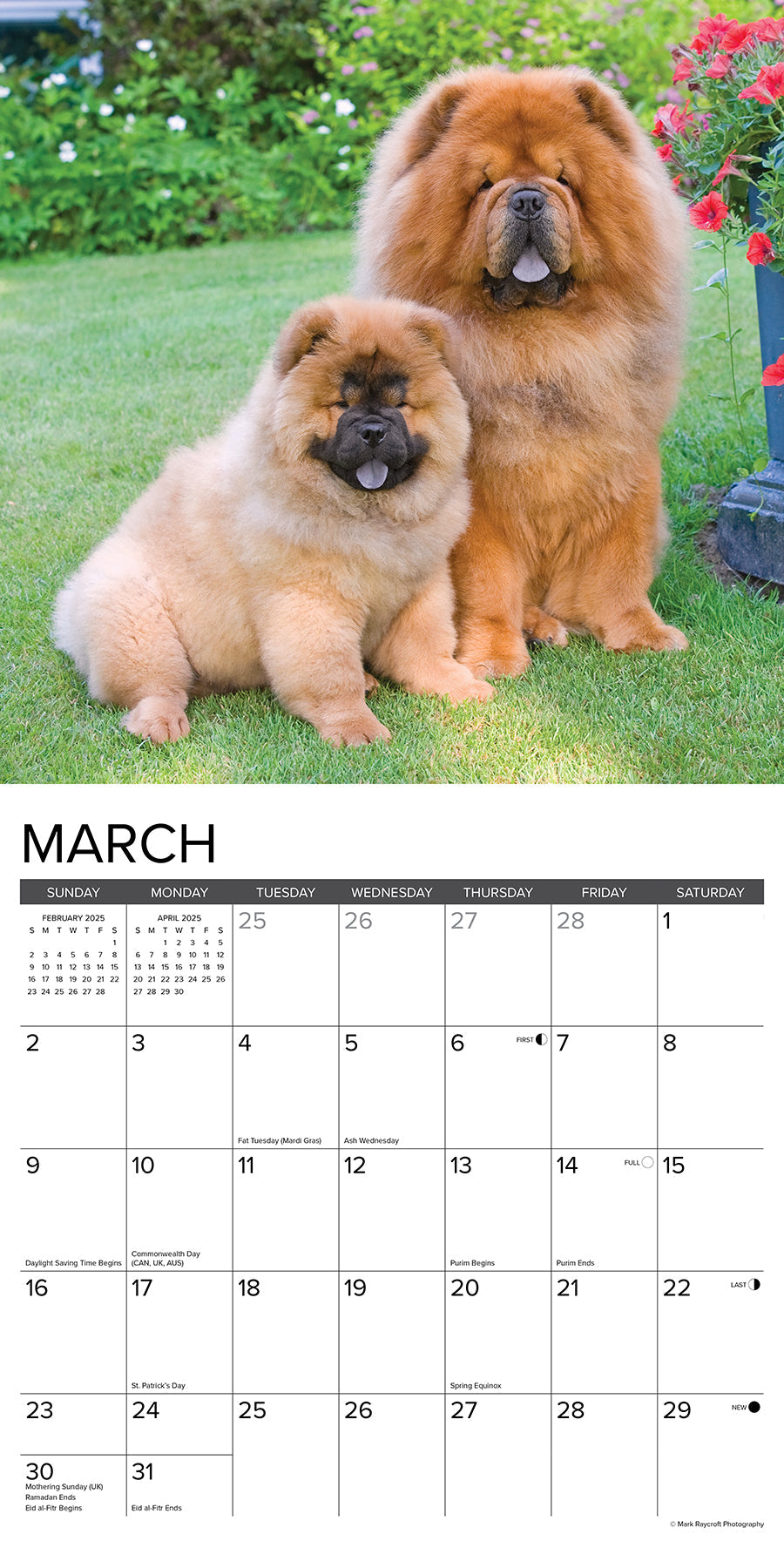 2025 Chow Chows - Square Wall Calendar (US Only)