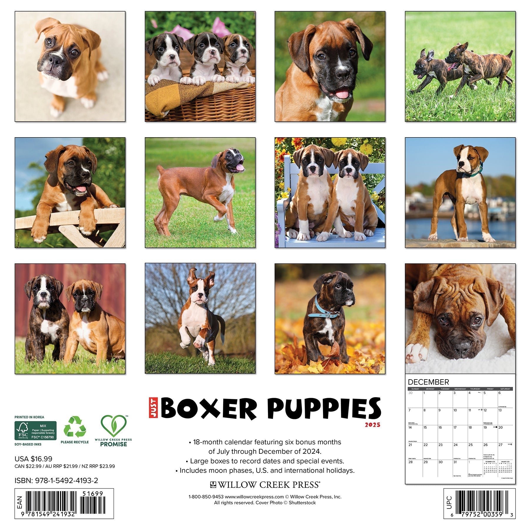 2025 Boxer Puppies - Square Wall Calendar (US Only)