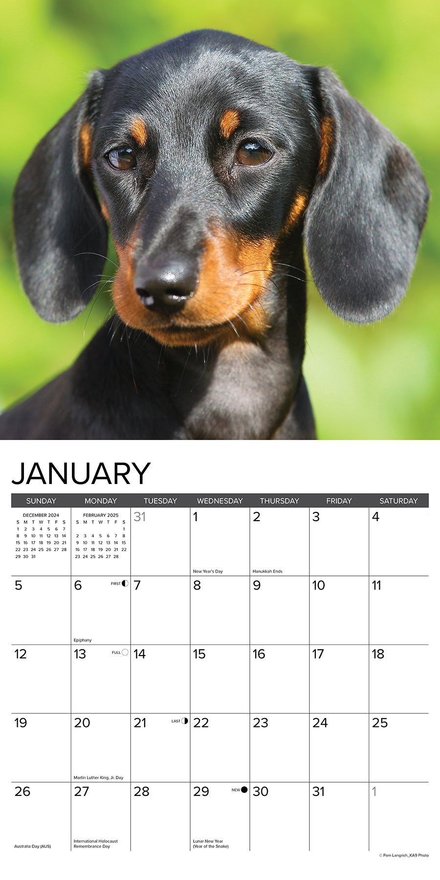 2025 Miniature Dachshunds - Square Wall Calendar (US Only)